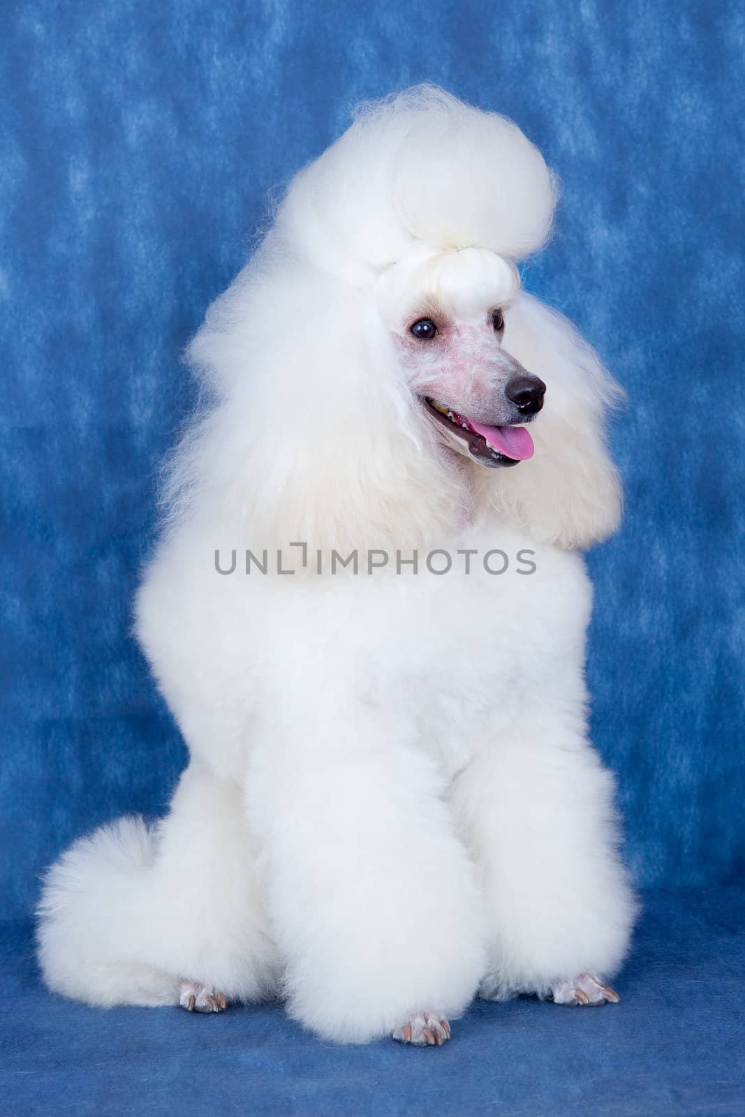 White dog on blue background by mdmmikle