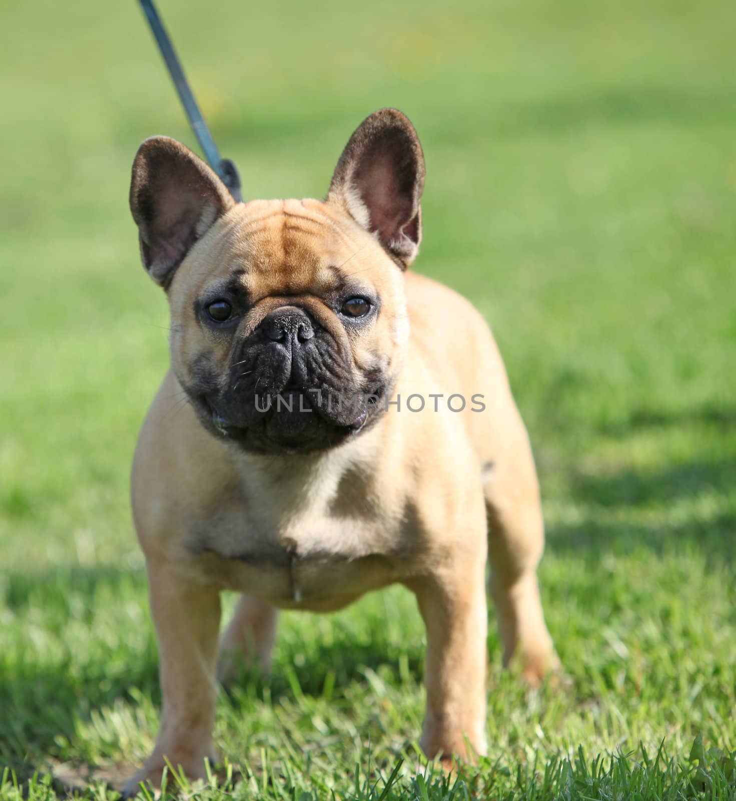 French Bulldog  standing on the grass