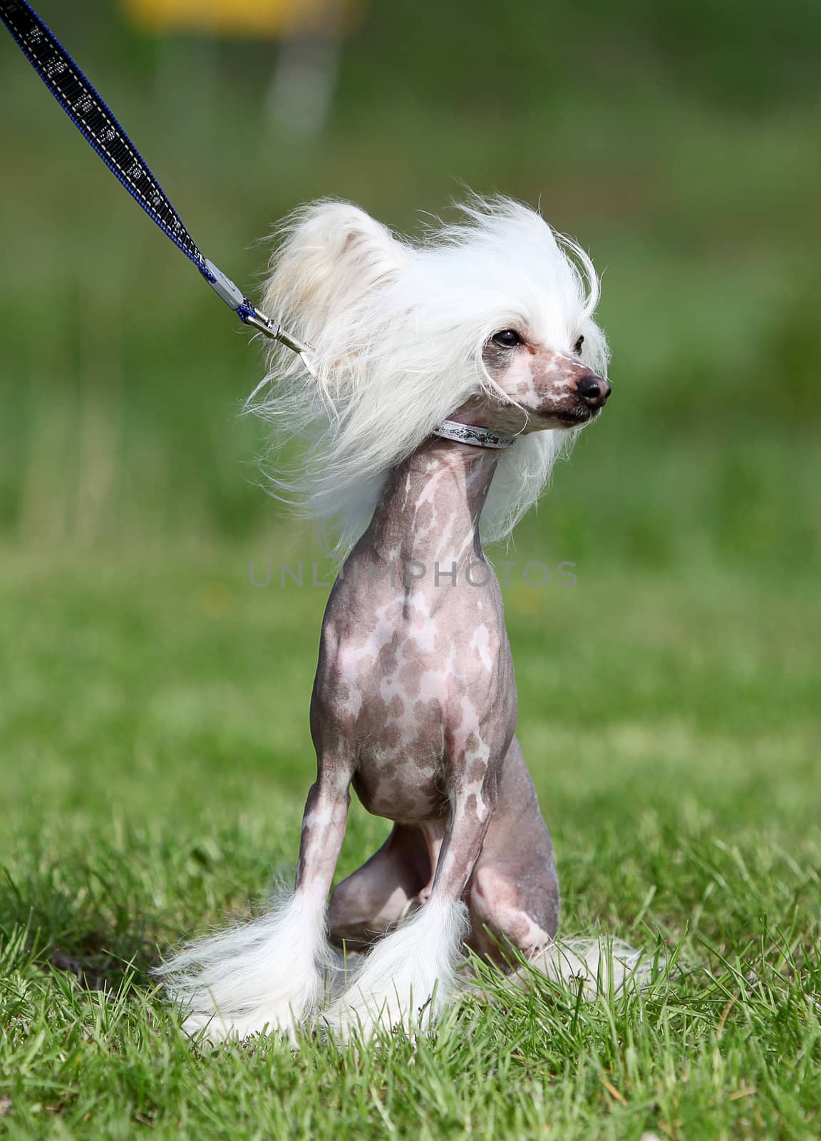 Cute dog sitting on grass