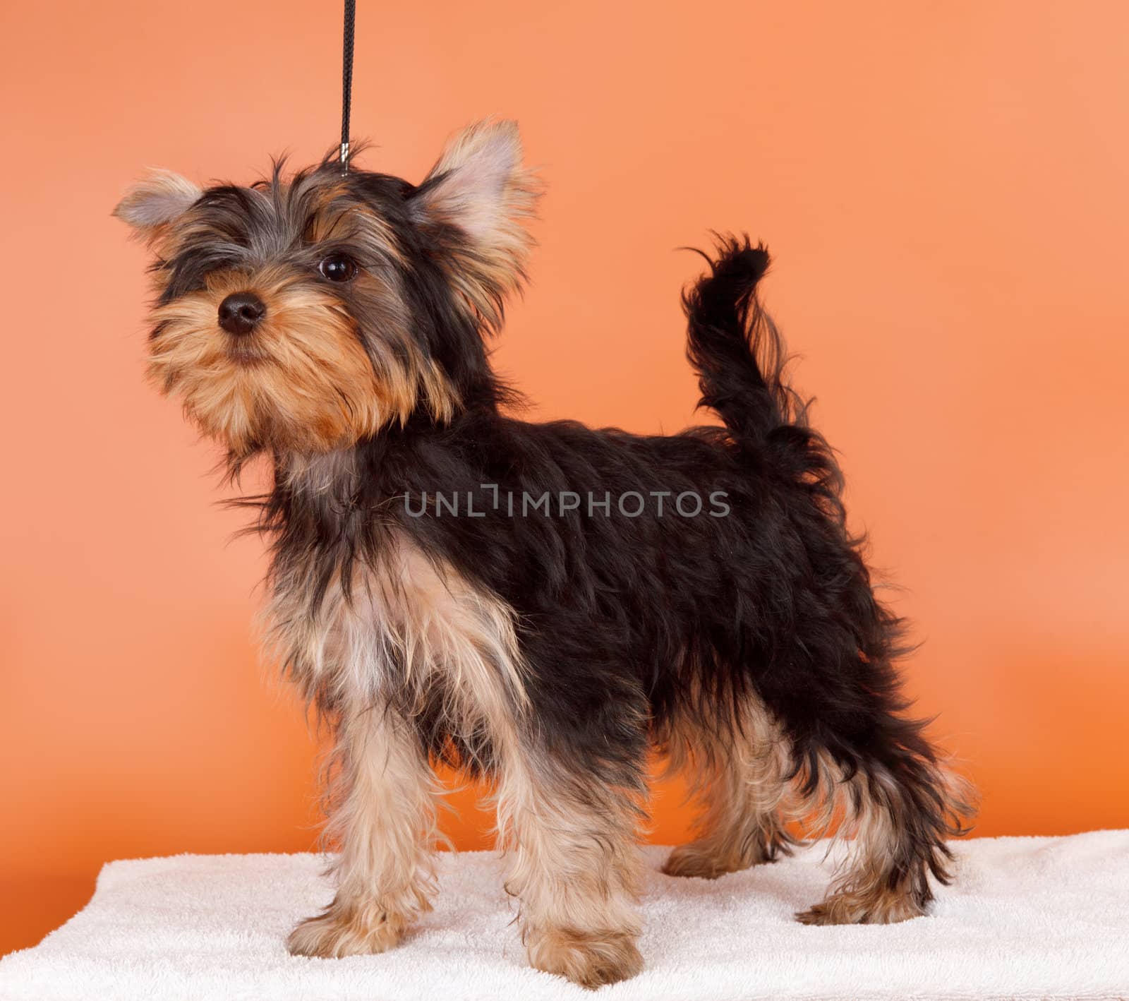 Puppy on orange background