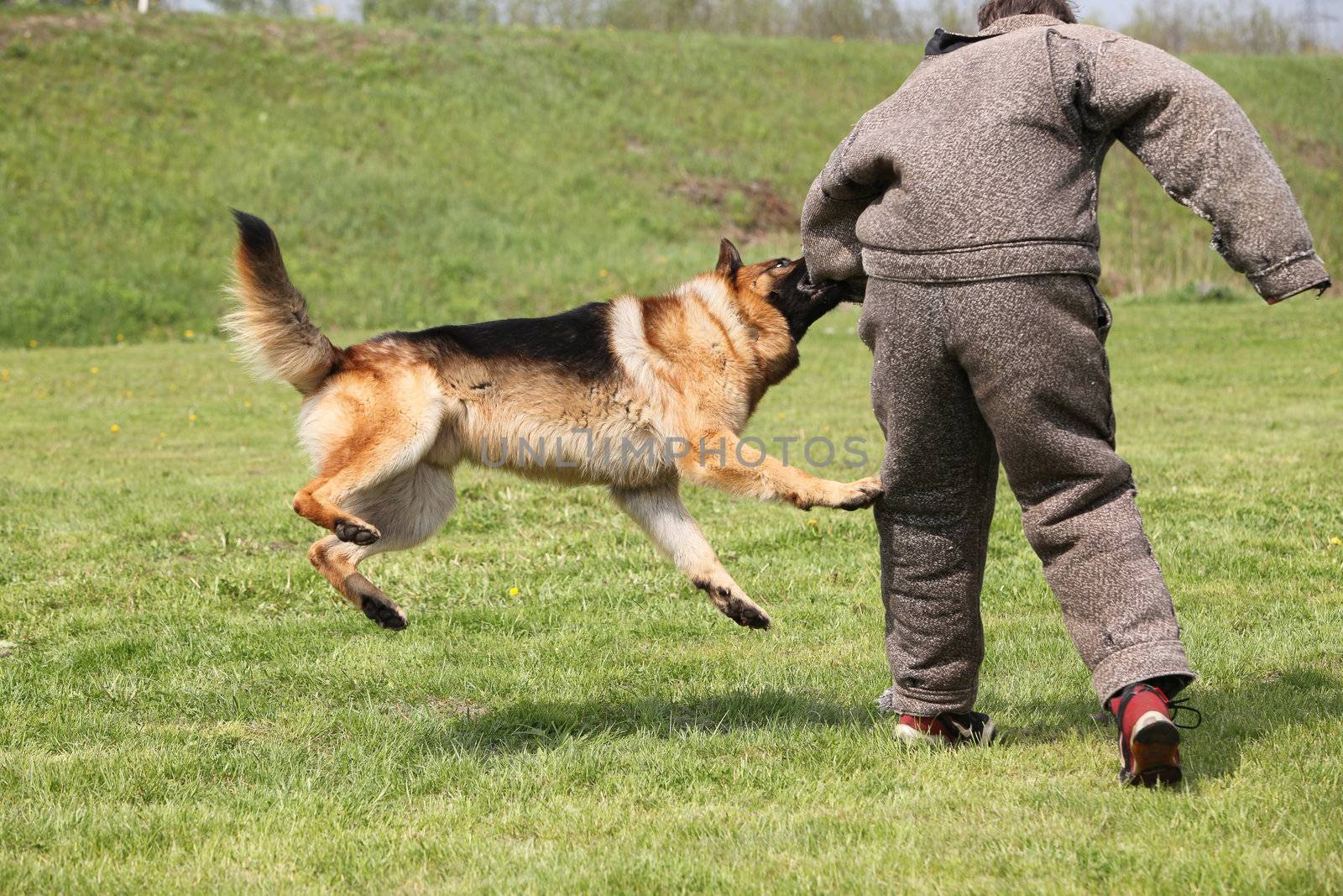 Attack dog training session.