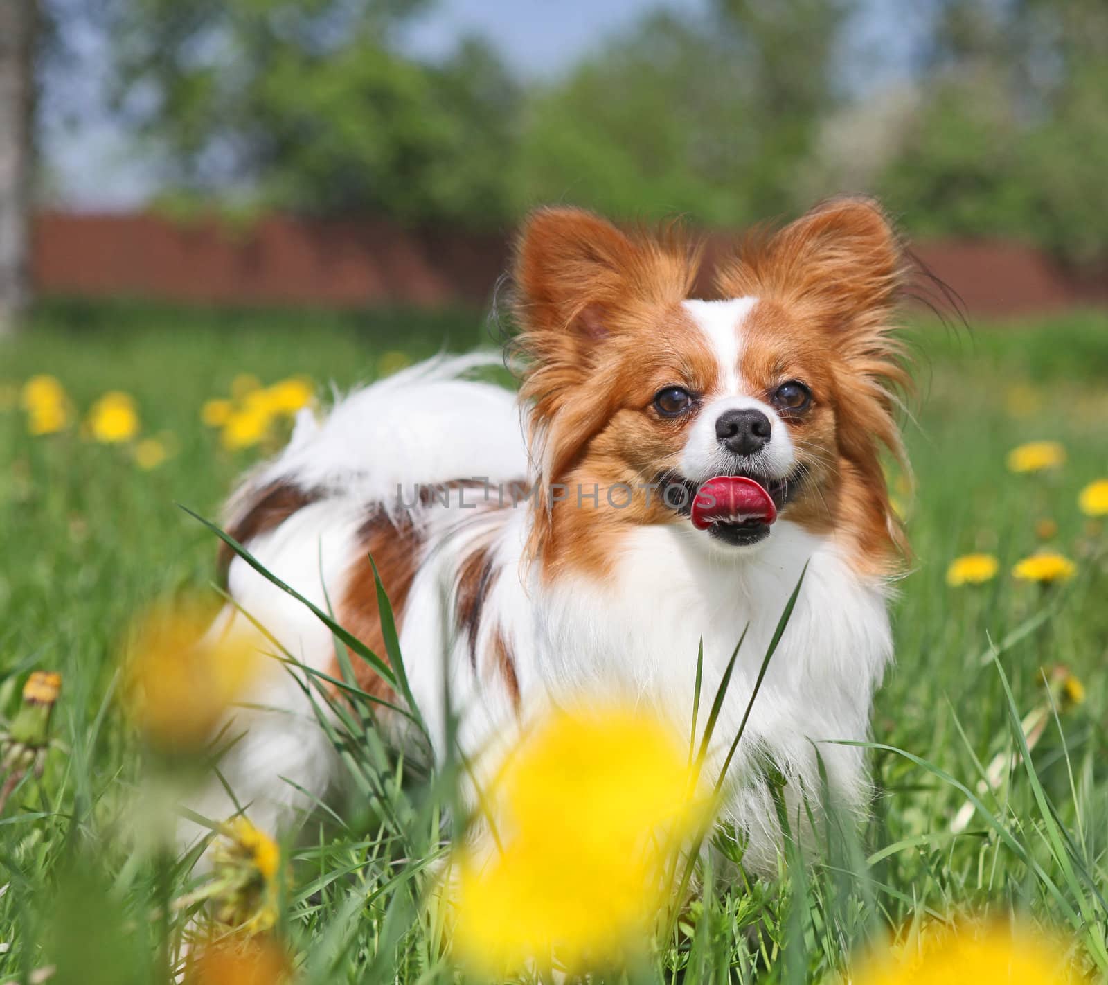 Dog is standing among the yellow flowers