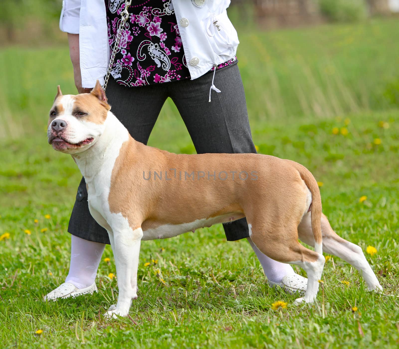 Dog with the hostess waiting for examination by mdmmikle