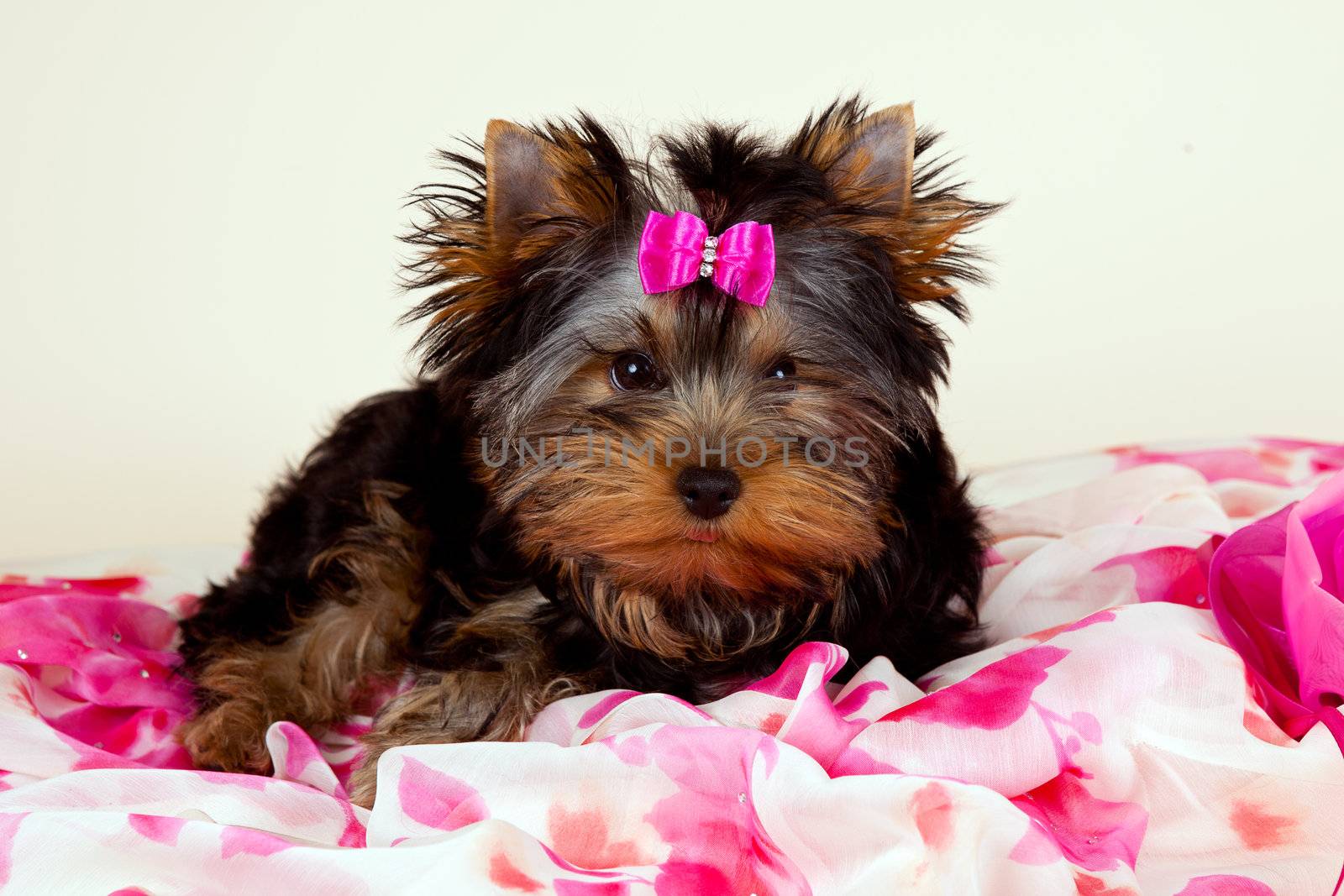 Yorkie puppy on light background by mdmmikle