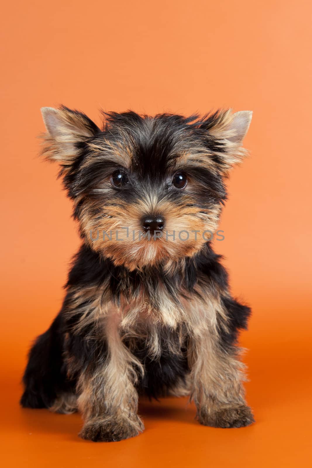 Puppy on orange background