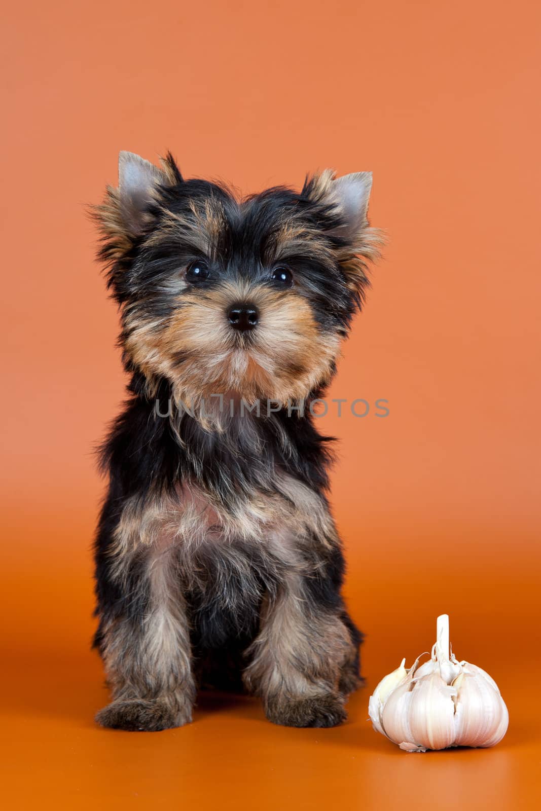 Puppy with garlic on orange background