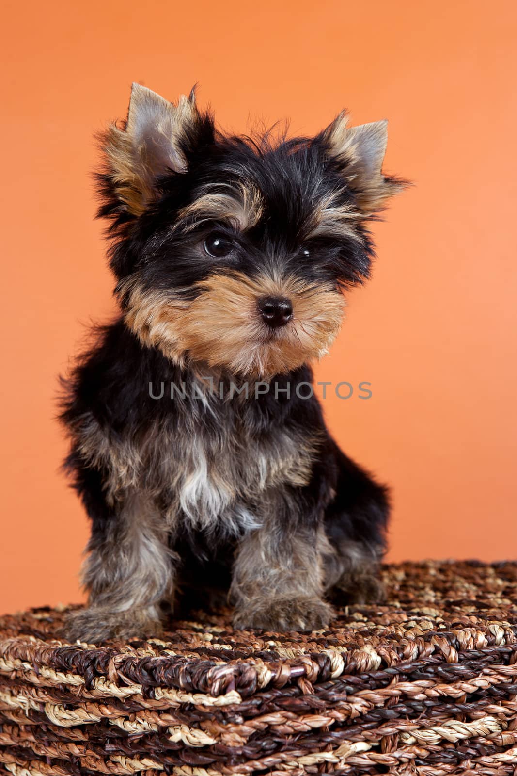 Puppy on a box on orange background