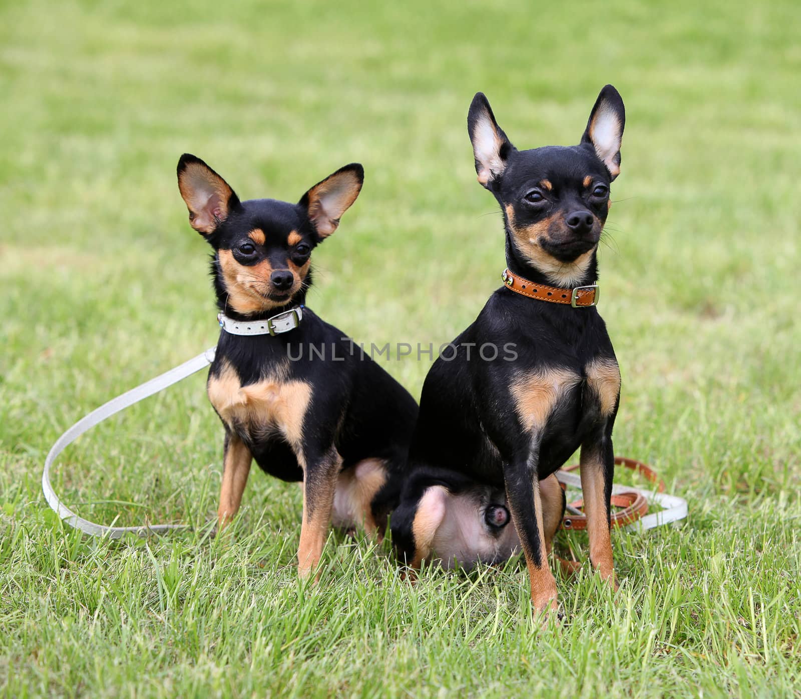 Two dogs sitting on the grass by mdmmikle