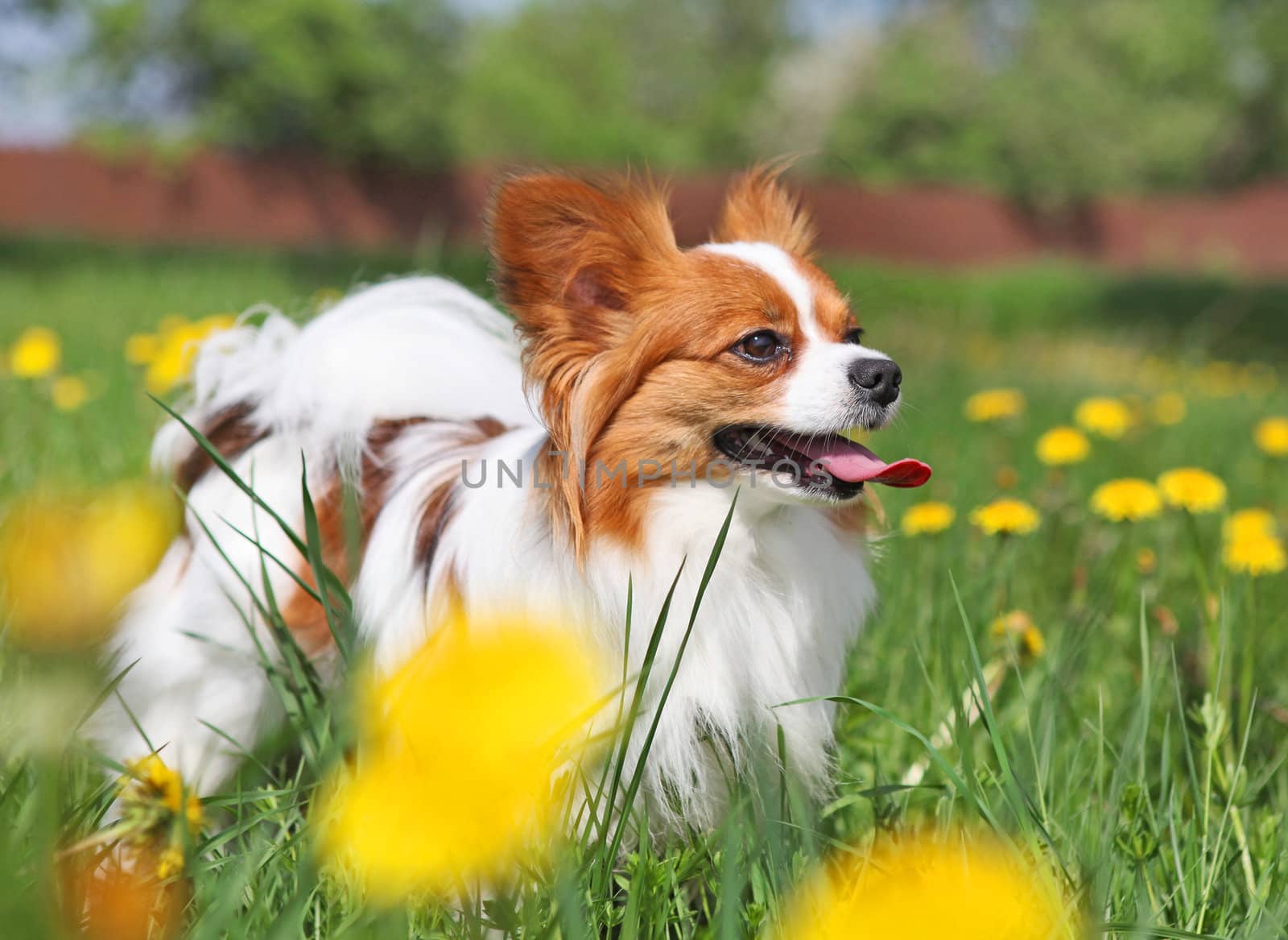 Dog standing among the yellow flowers