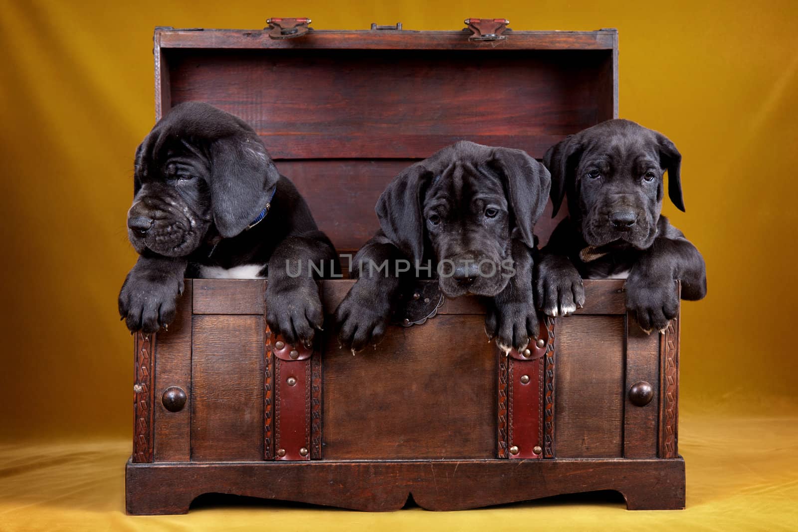 Three puppy dog in the box