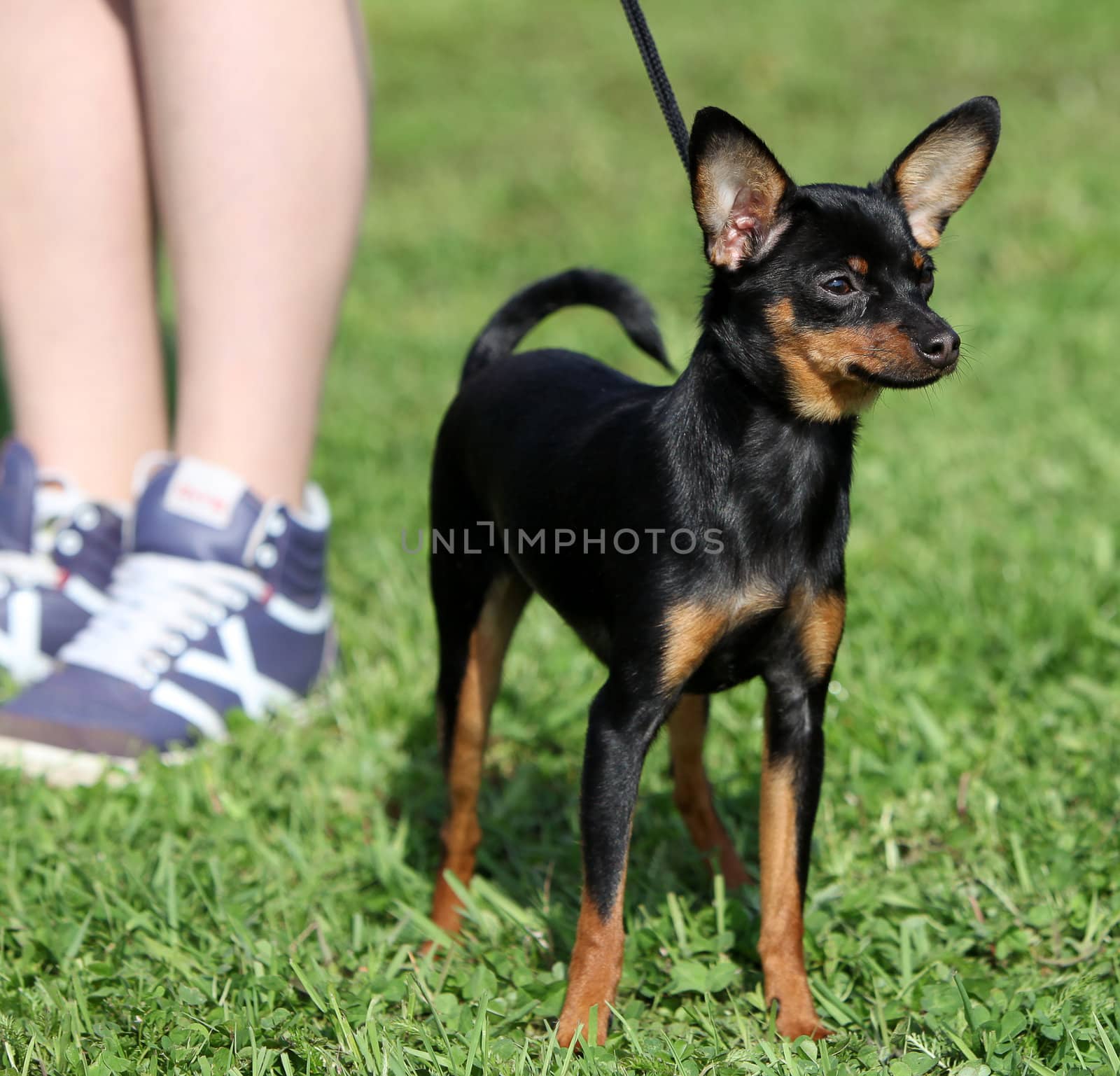 Dog with its owner standing on the grass