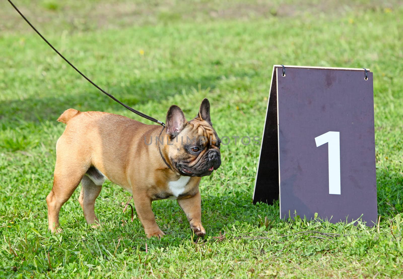 French Bulldog  and number 1 by mdmmikle