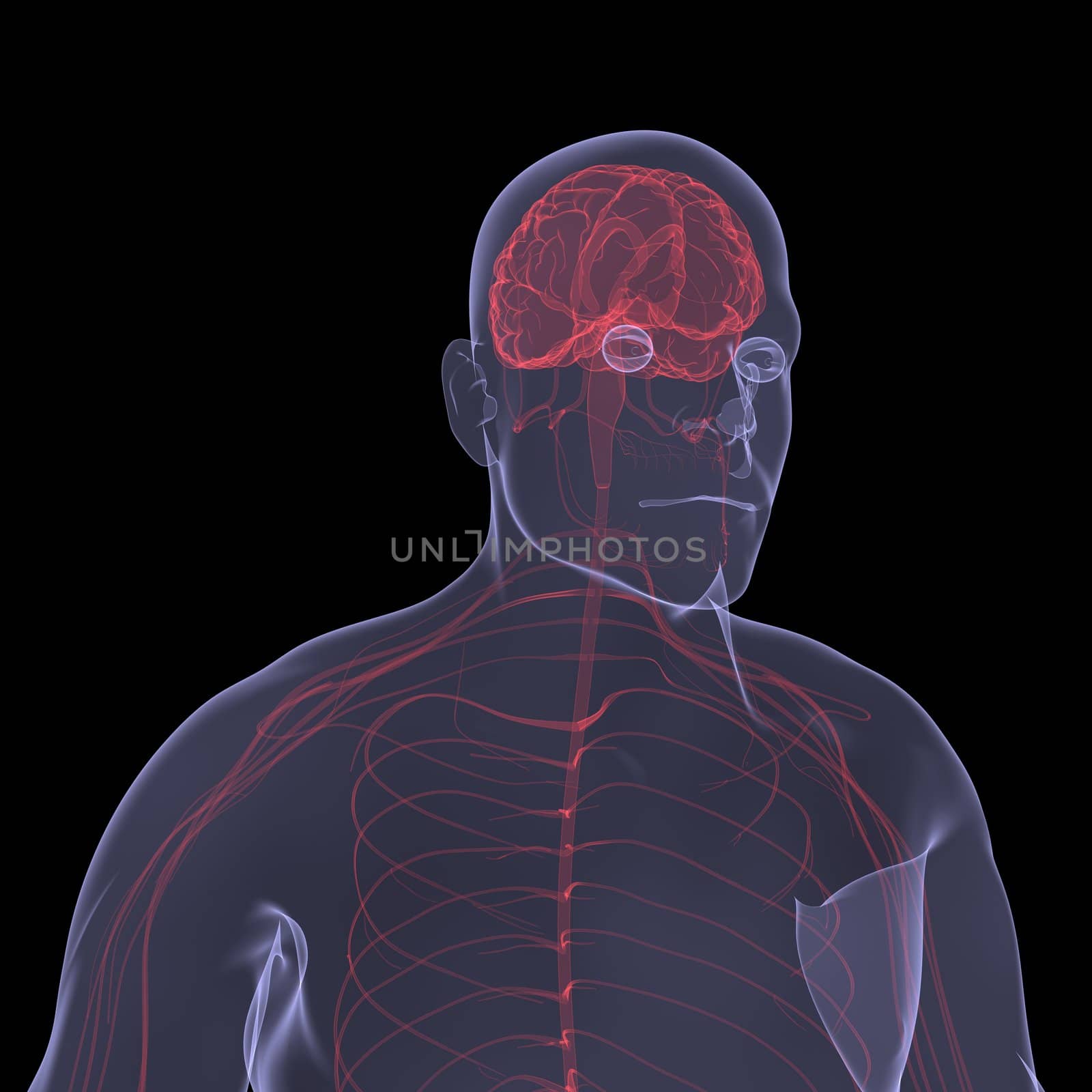 X-Ray picture of a person. Sore digestion by cherezoff