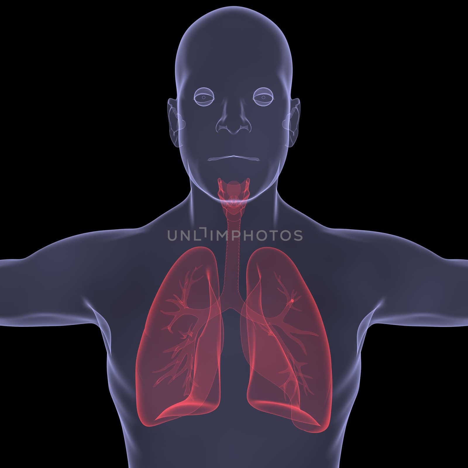 X-Ray picture of a person. lungs. Isolated render on a black background