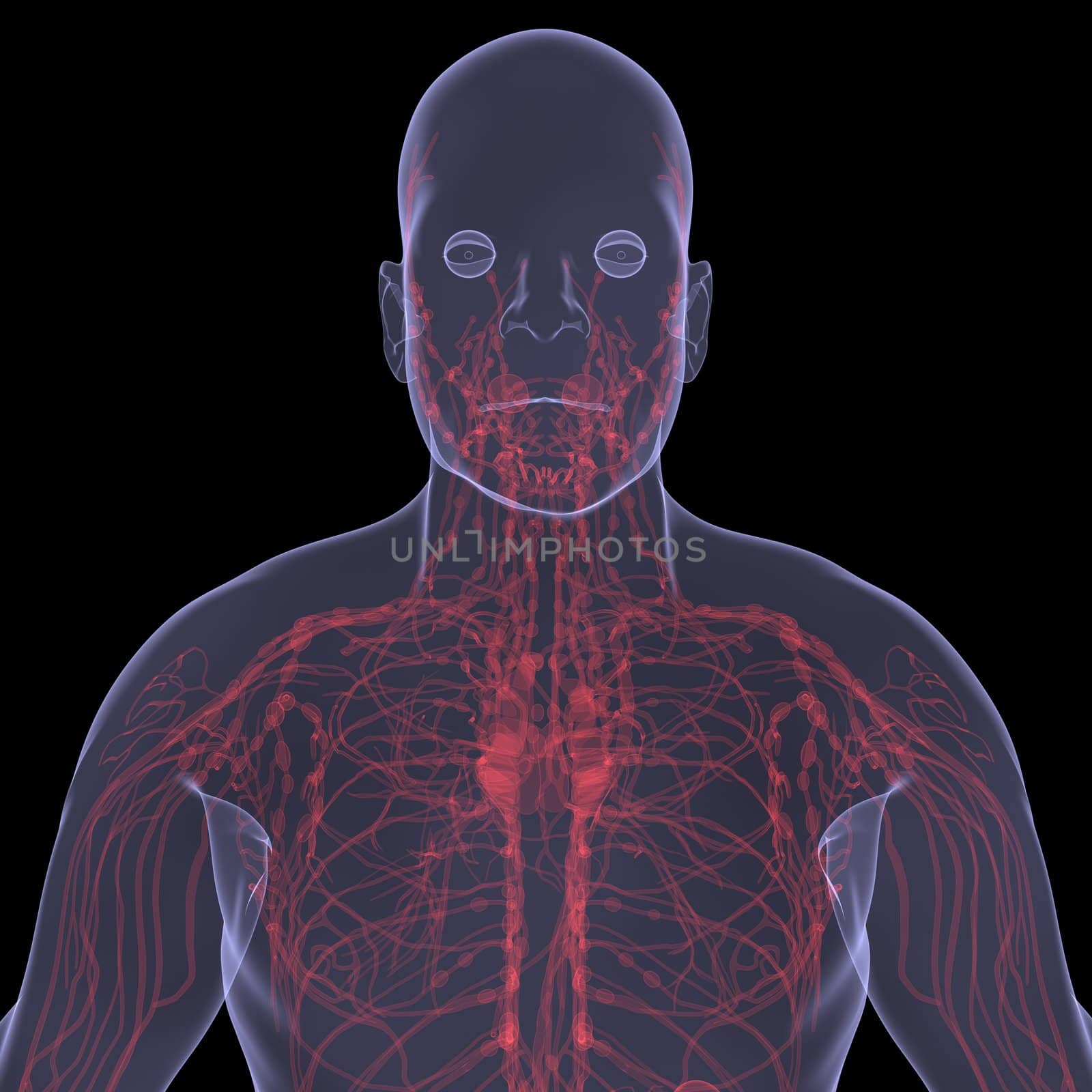 X-Ray picture of a person. Sore digestion. Isolated render on a black background