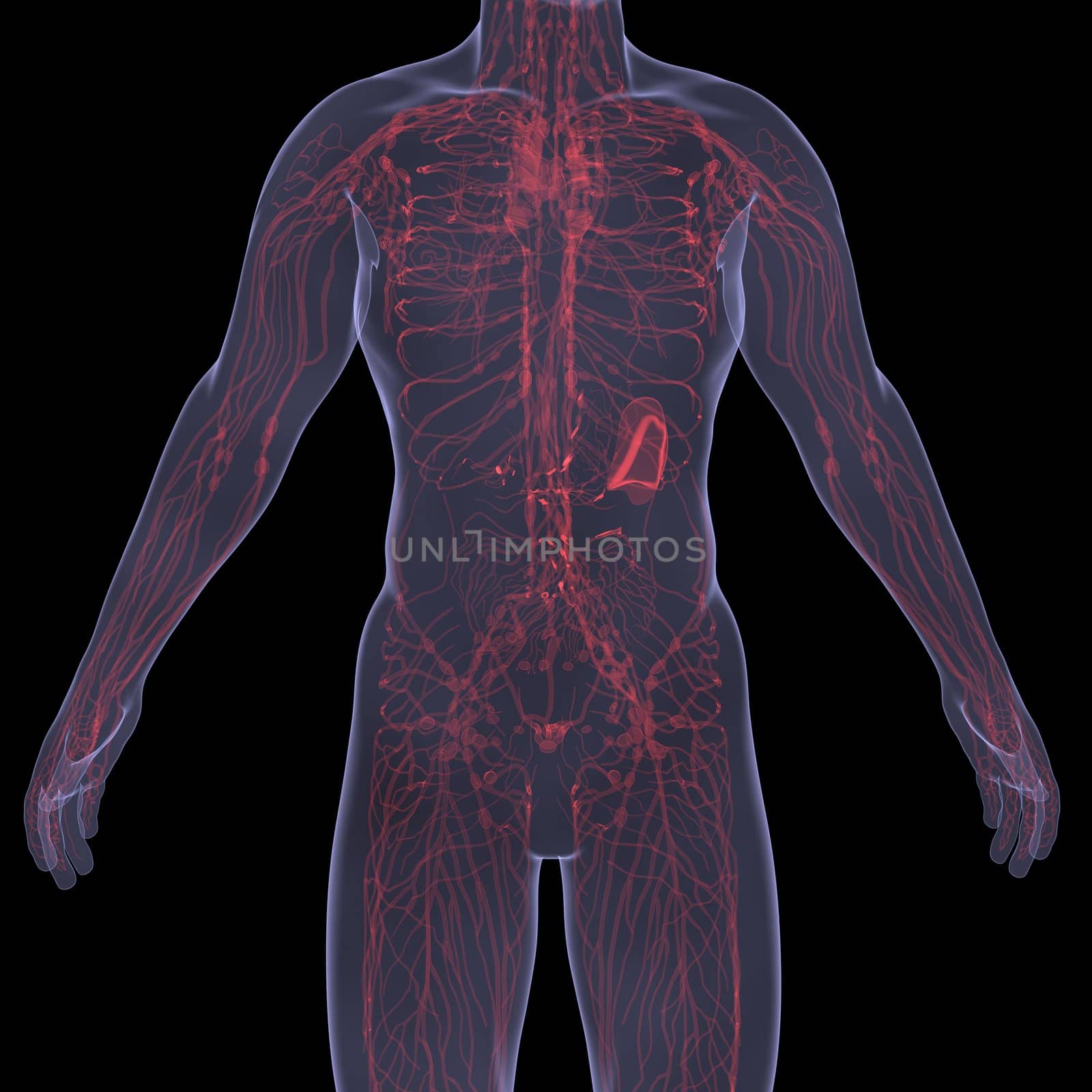 X-Ray picture of a person. Sore digestion. Isolated render on a black background