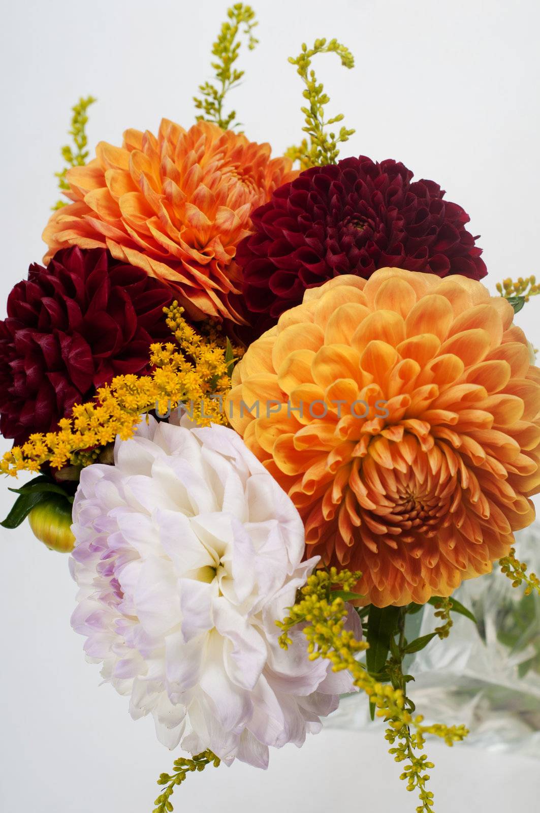 Bouquet of dahlias on the light background