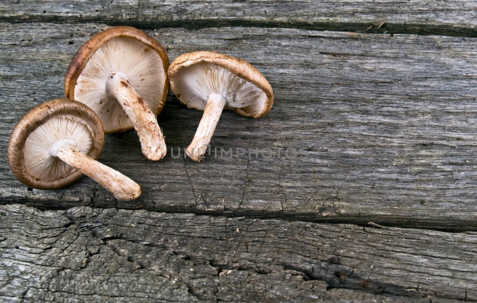 mushrooms on wood kitchen table by vician