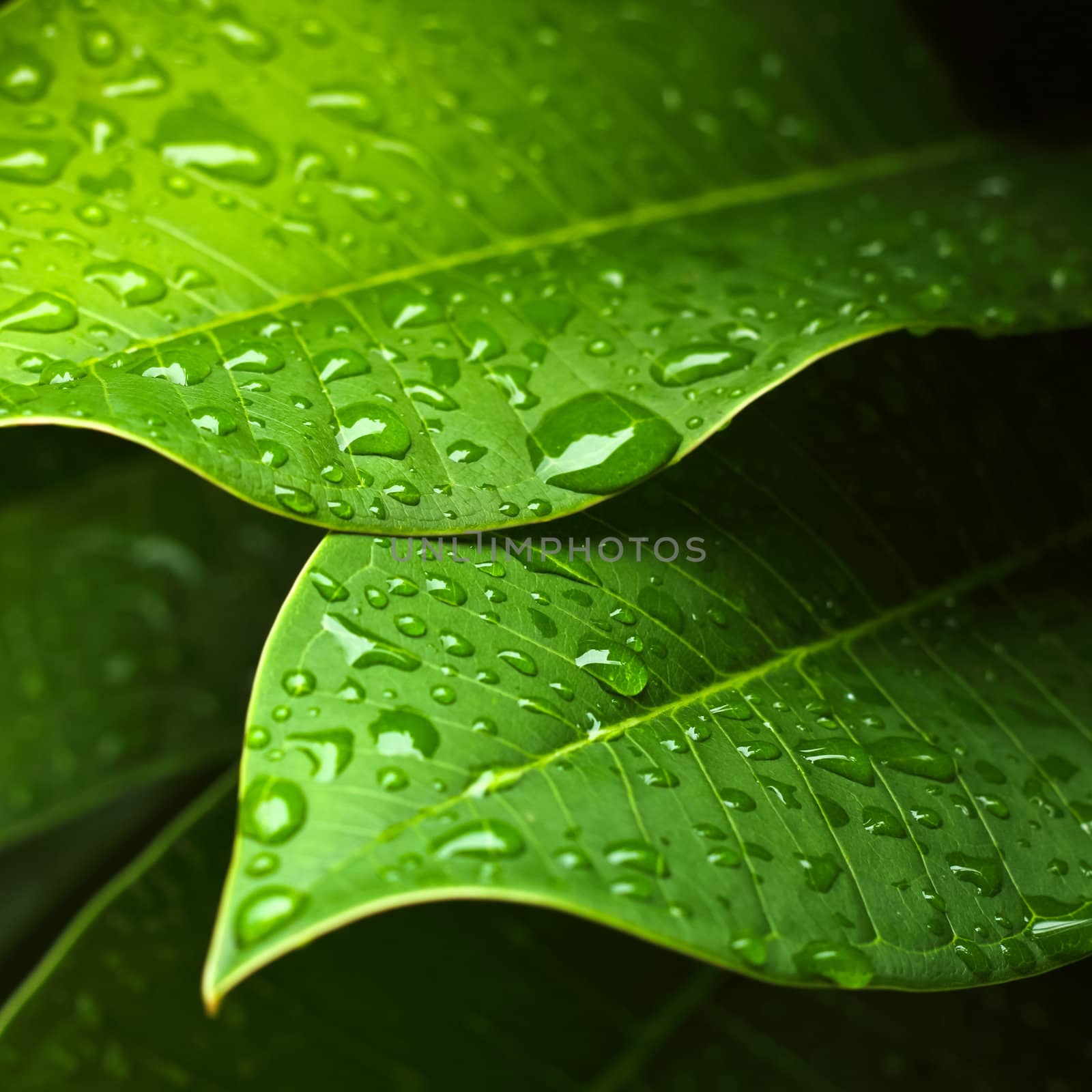 Green leaf with water drops for background