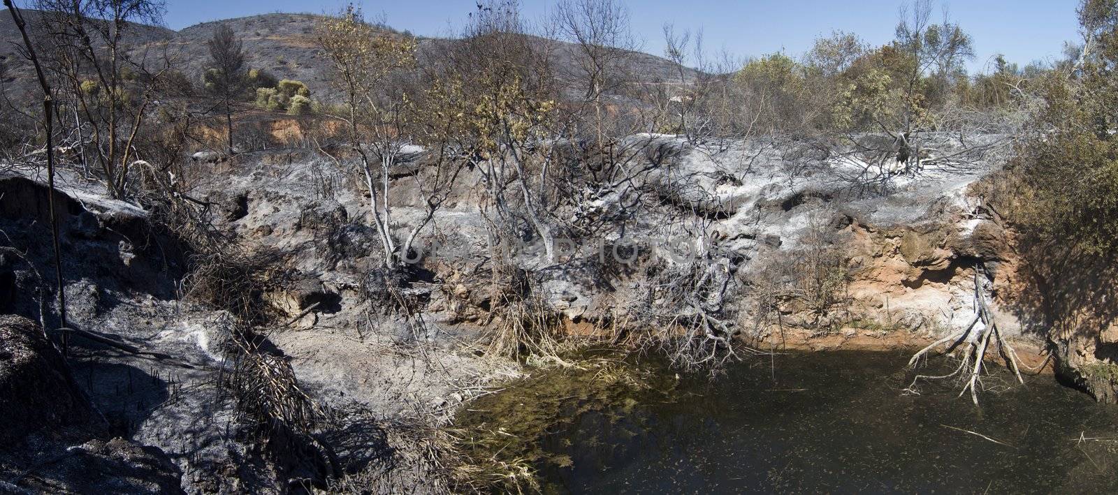 Landscape view of a burned forest, victim of a recent fire.