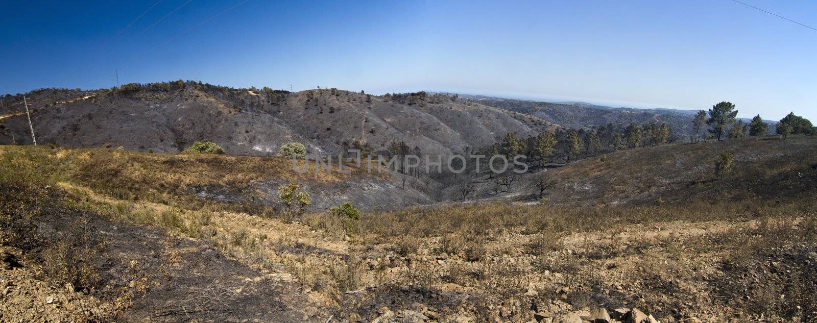 Landscape view of a burned forest, victim of a recent fire.