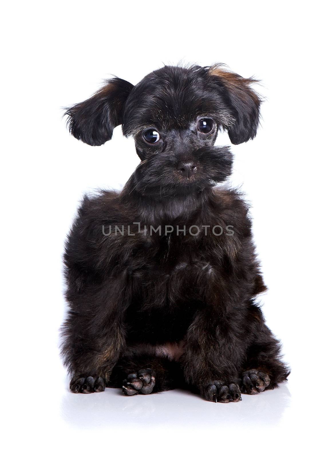 Small black puppy on a white background. by Azaliya
