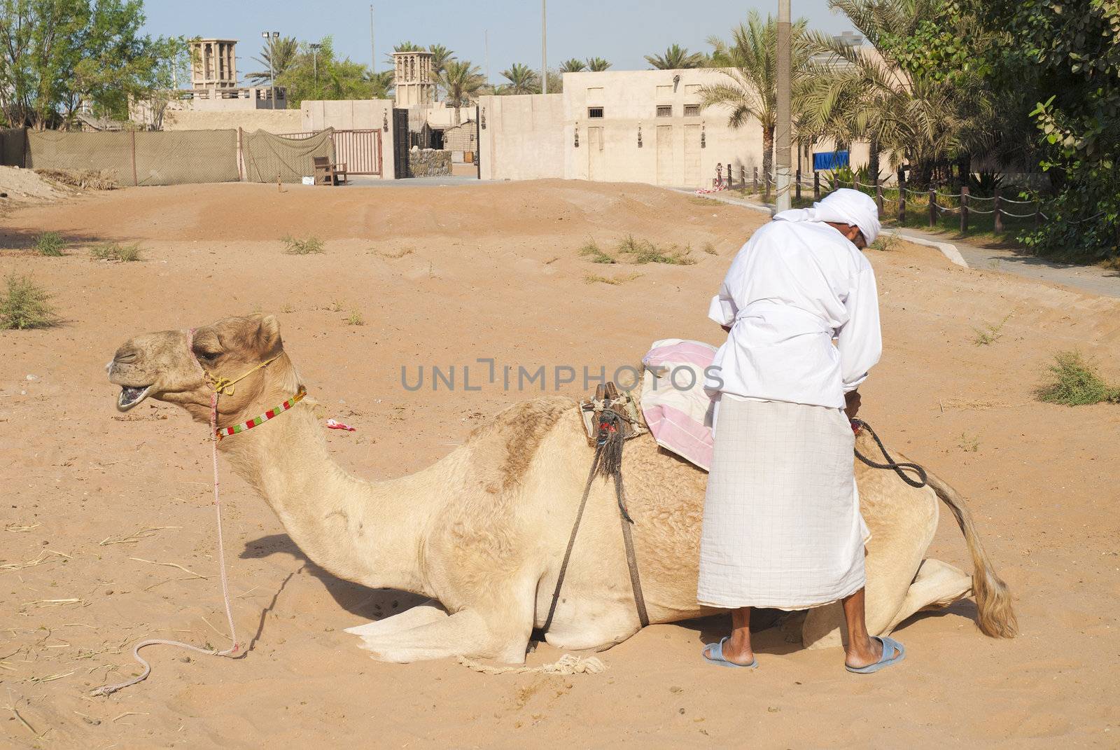 man with camel in dubai united arab emirates