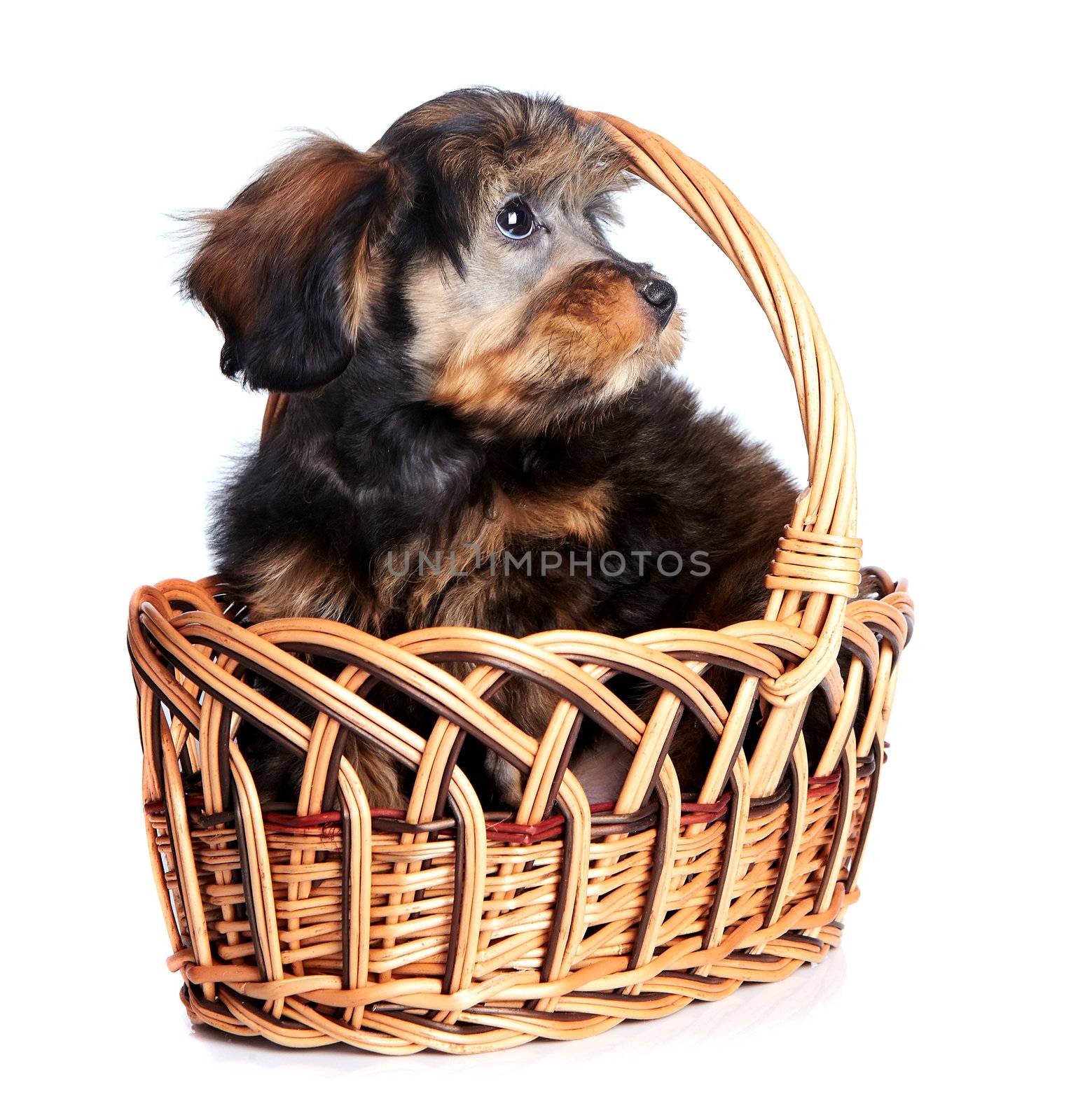 Puppy in a wattled basket. by Azaliya