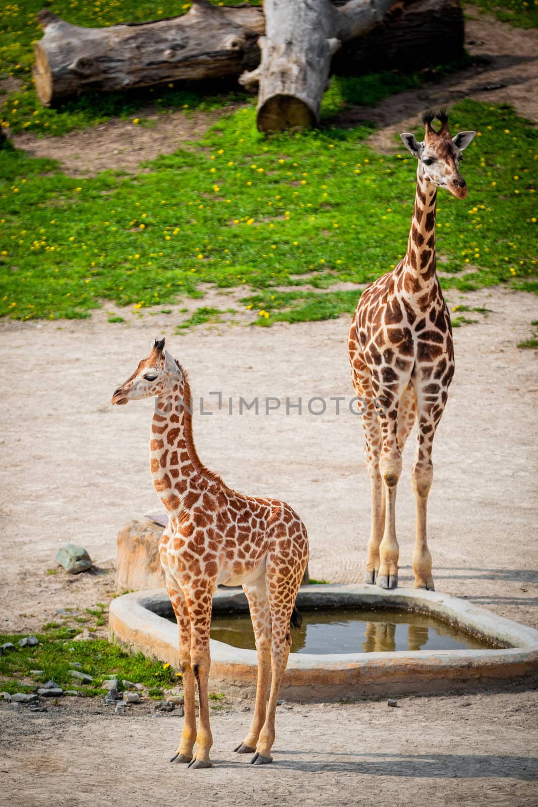 little giraffes in a zoo