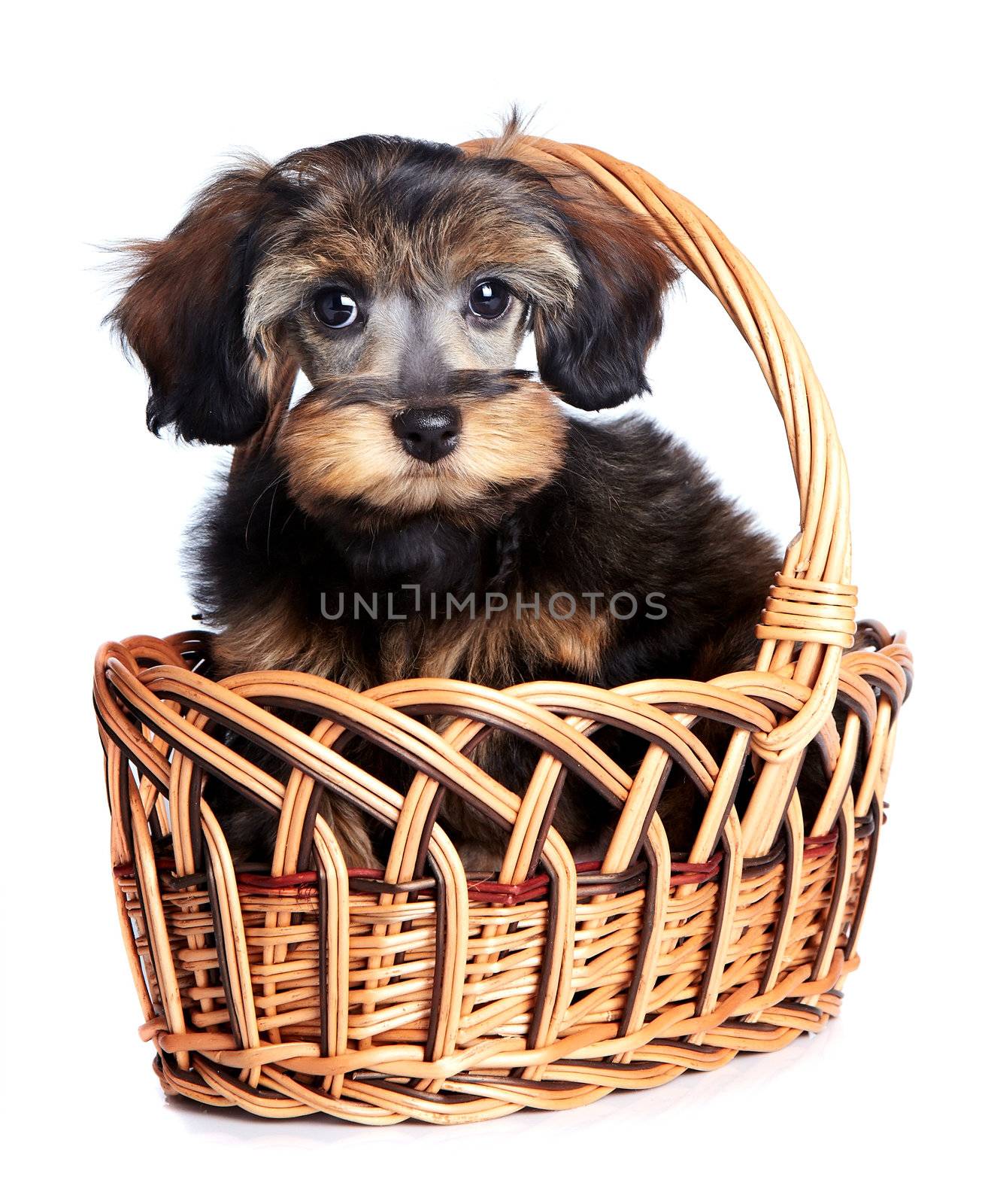 Small puppy in a wattled basket. by Azaliya