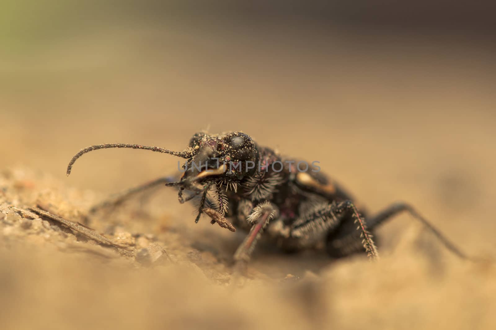 Cicindela hybrida