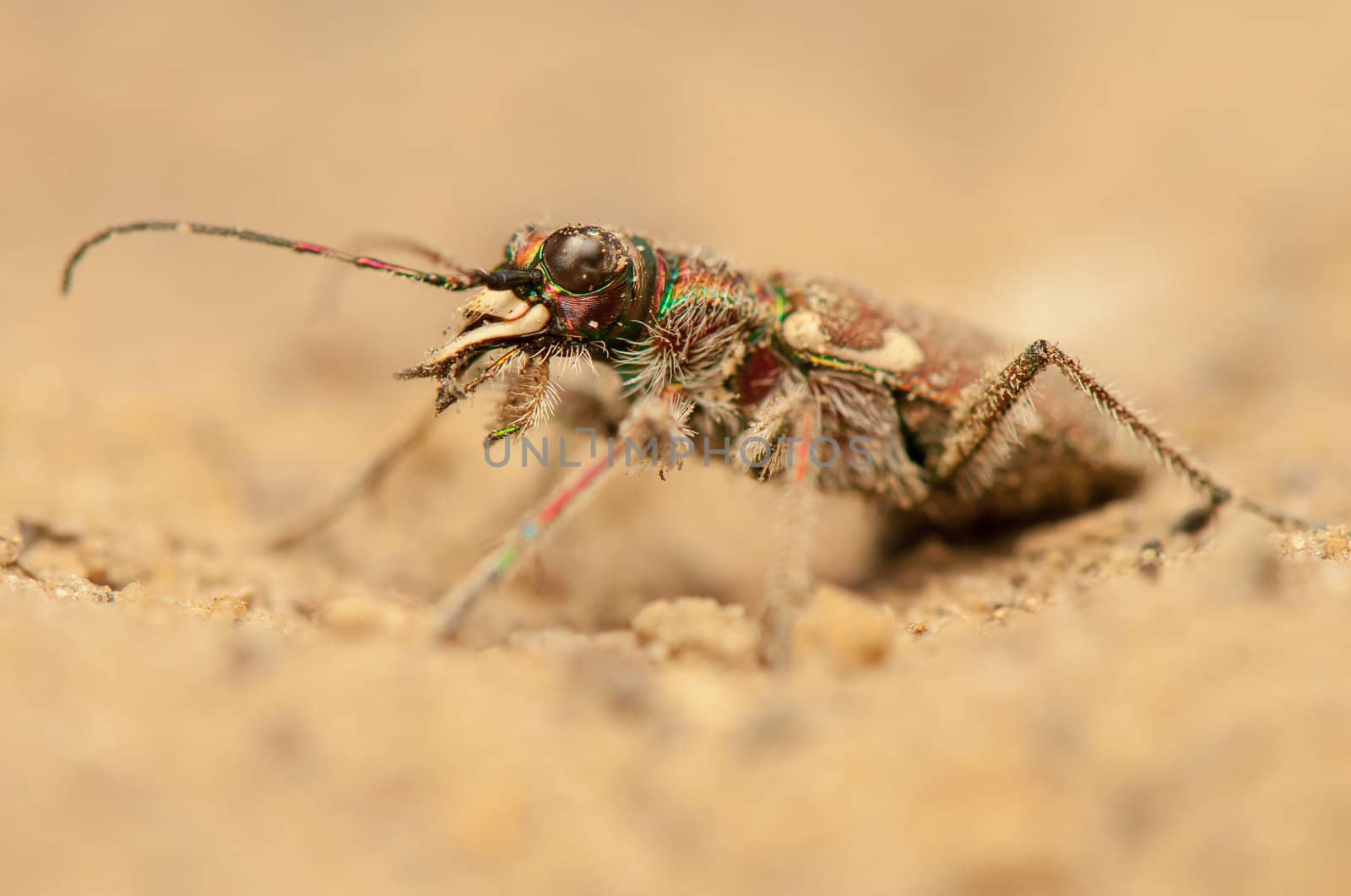 Cicindela hybrida by Gucio_55