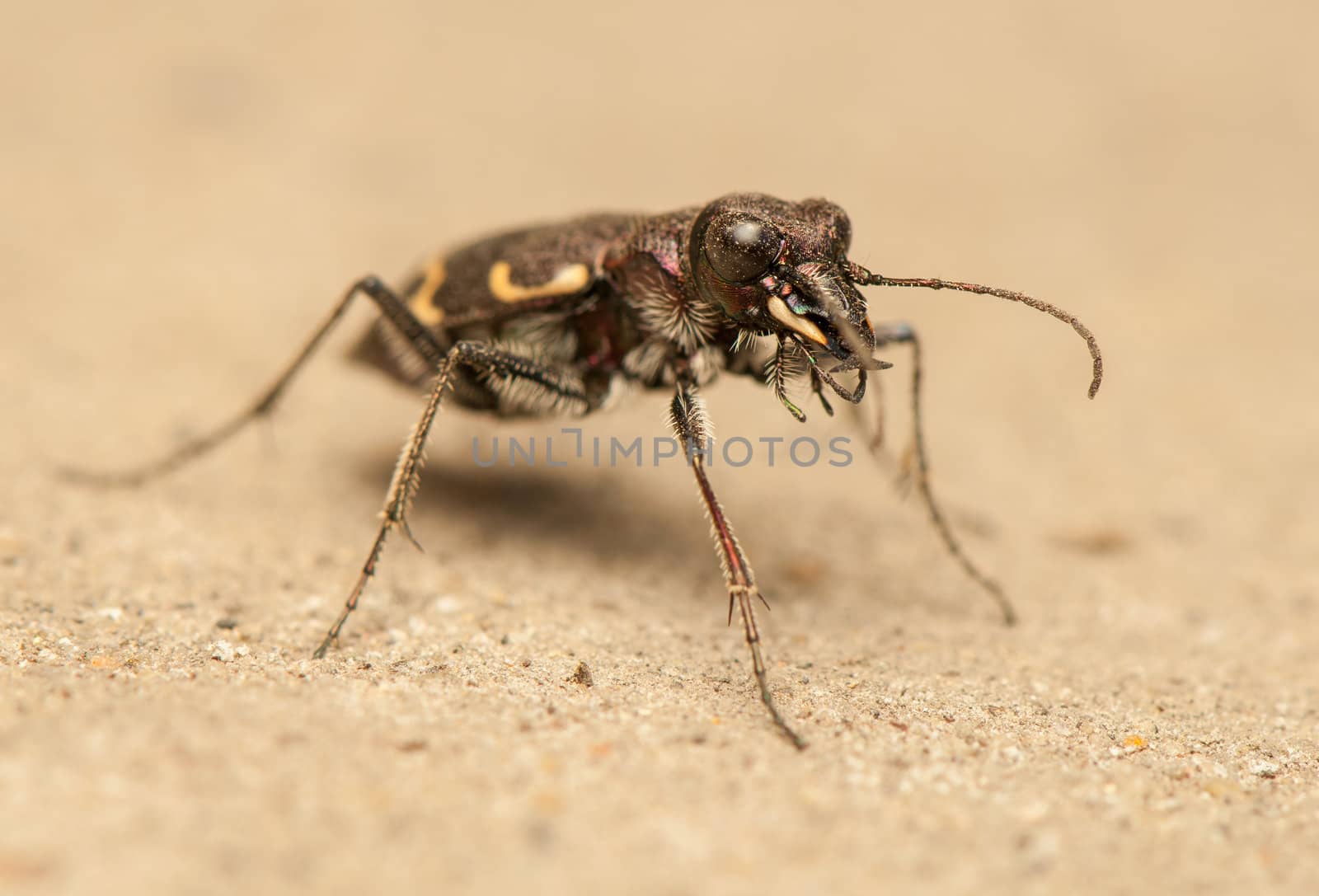 Cicindela hybrida