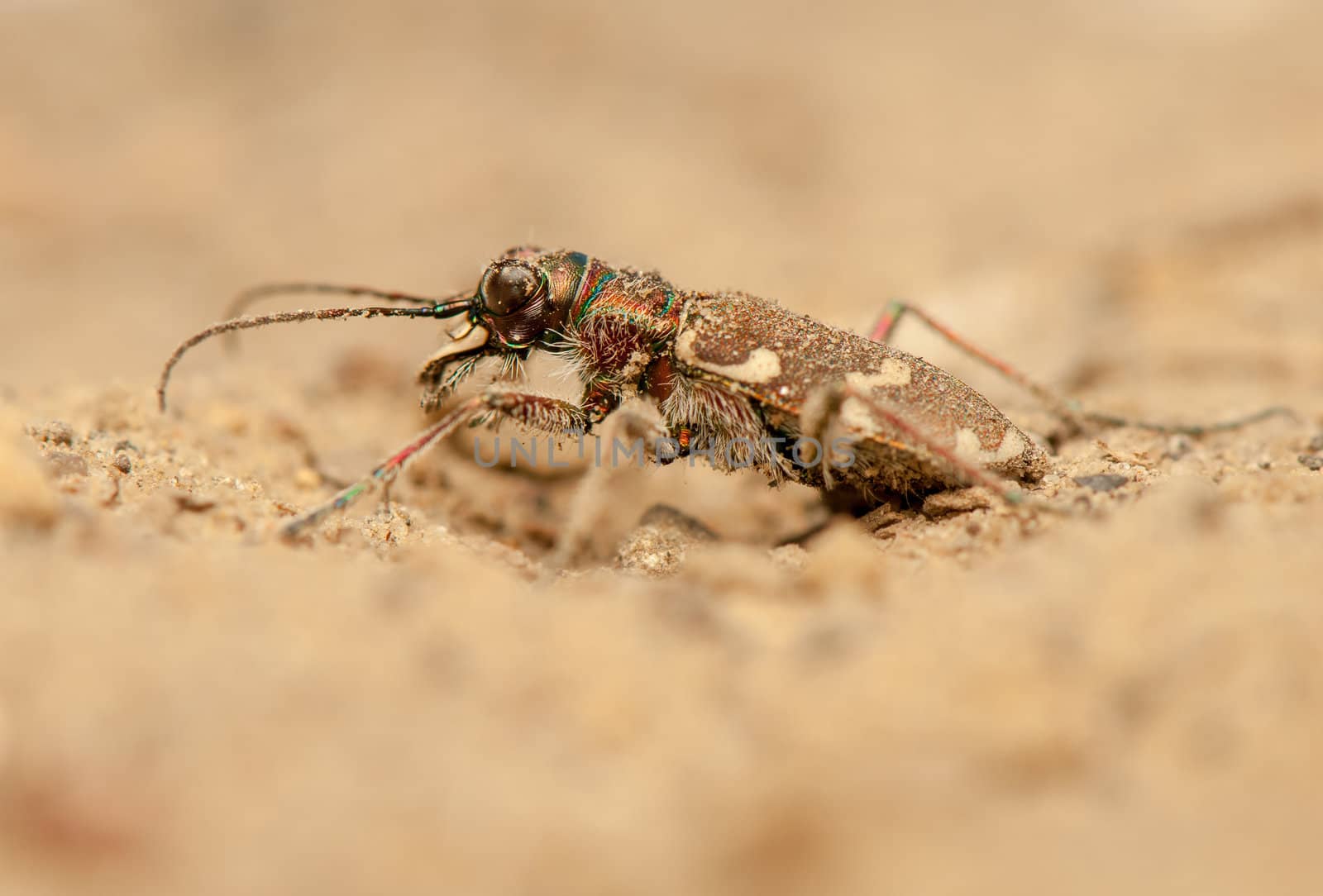 Cicindela hybrida by Gucio_55