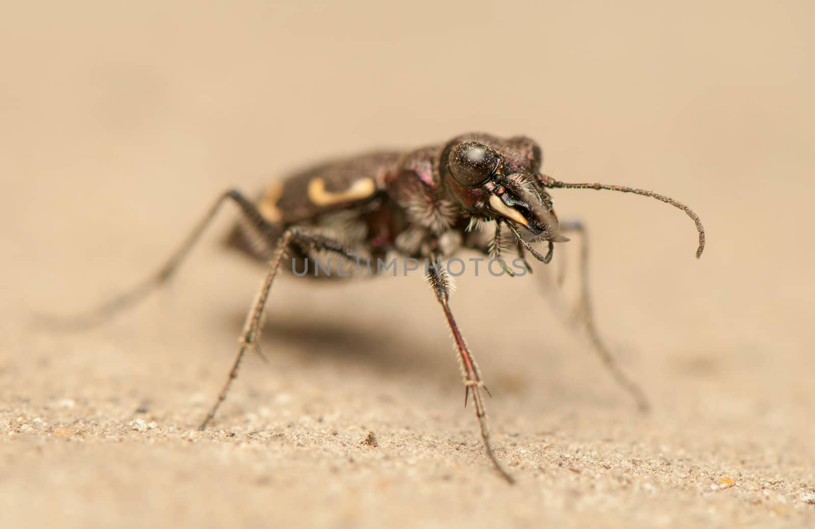 Cicindela hybrida by Gucio_55