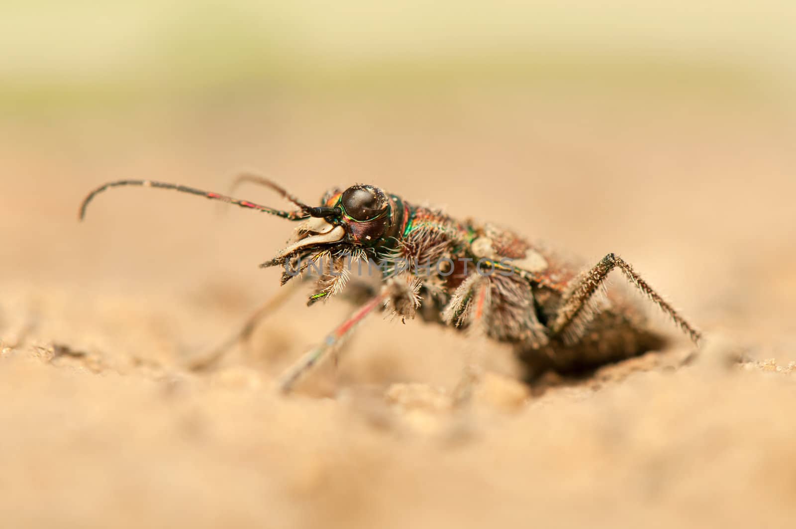 Cicindela hybrida