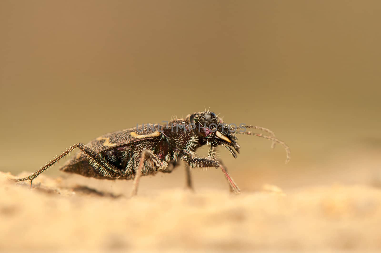 Cicindela hybrida by Gucio_55