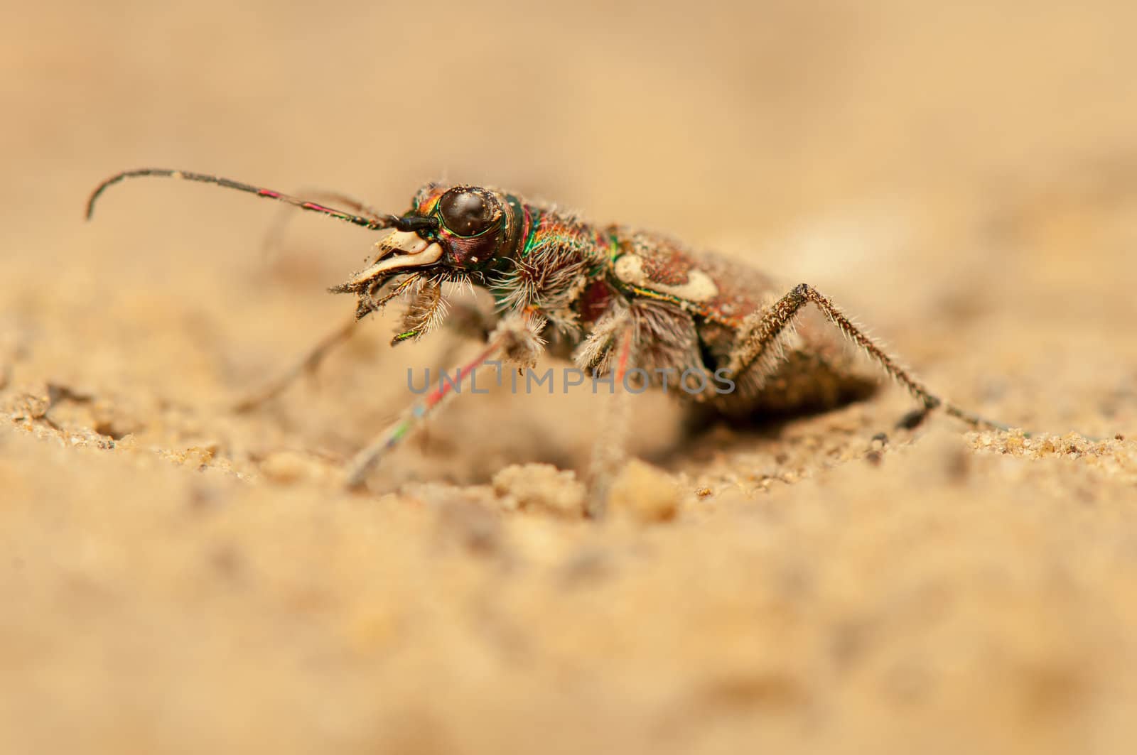 Cicindela hybrida by Gucio_55