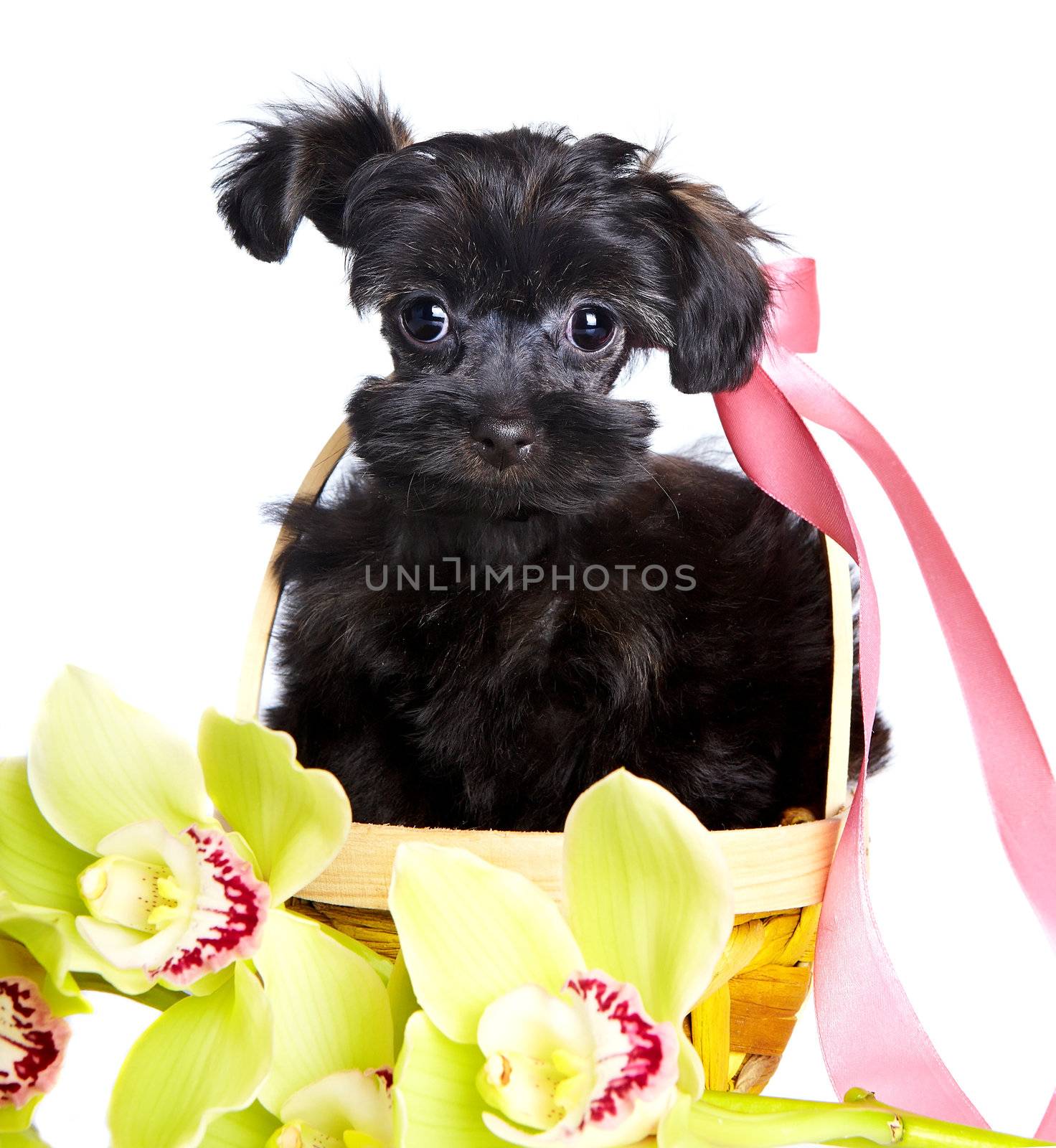 Portrait of a puppy in a basket with orchids. by Azaliya