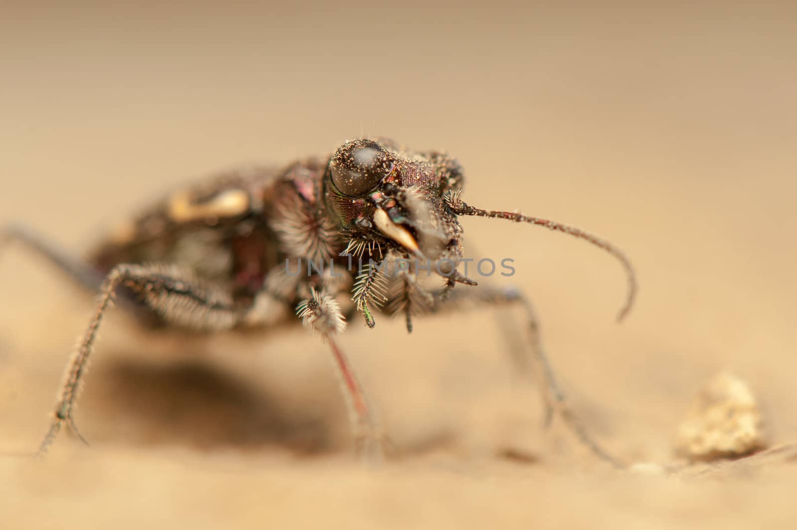 Cicindela hybrida by Gucio_55