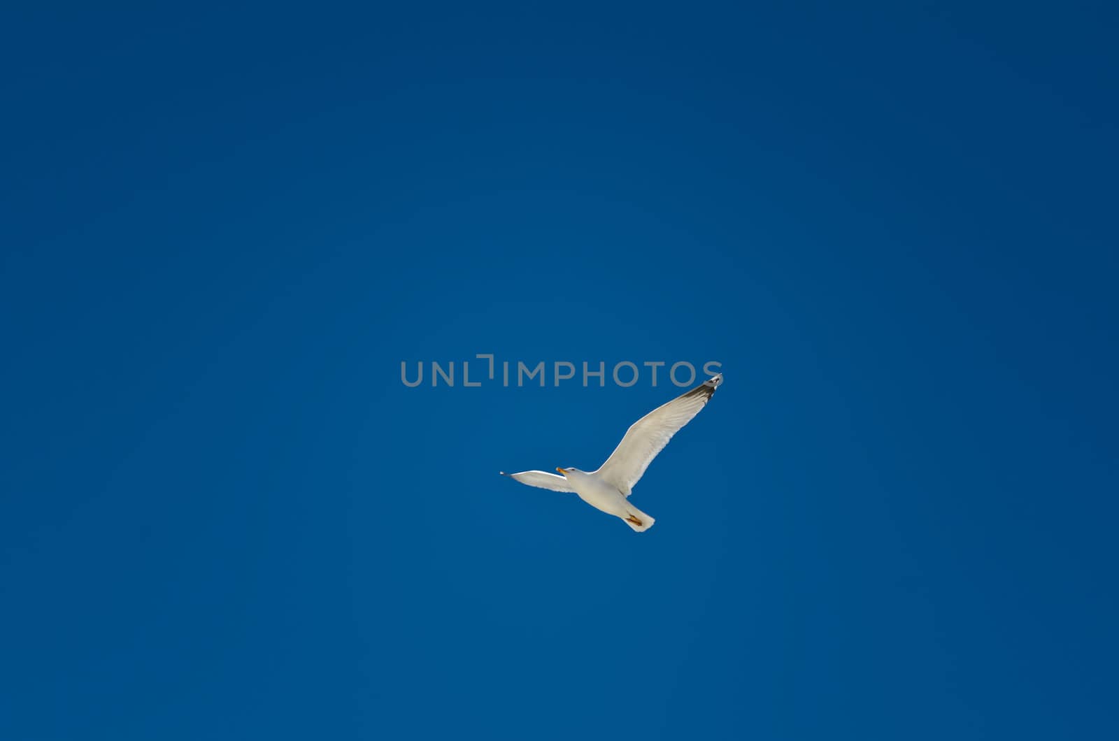 Minimalistic image: lone seagull soaring at the sky