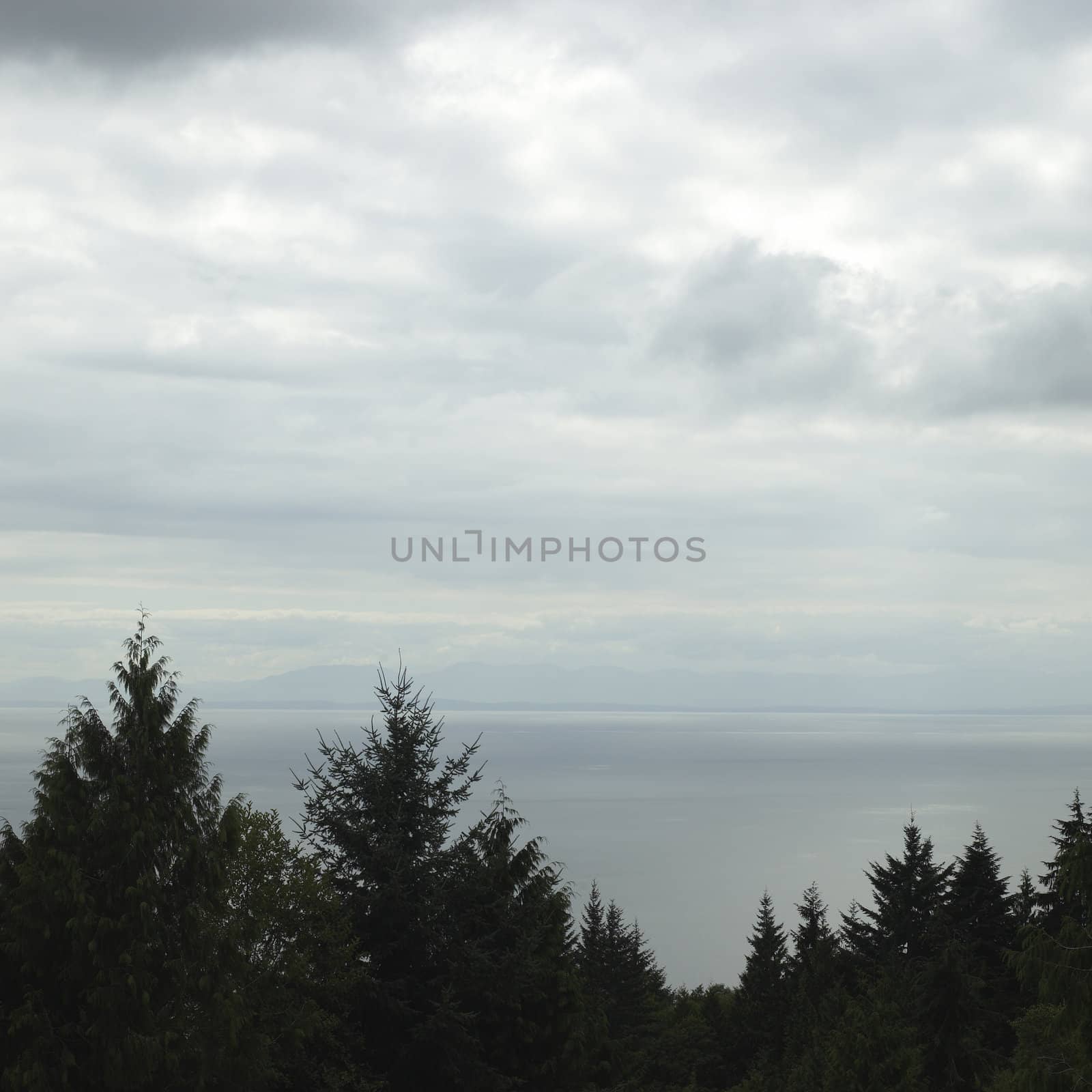 Tree tops and ocean view