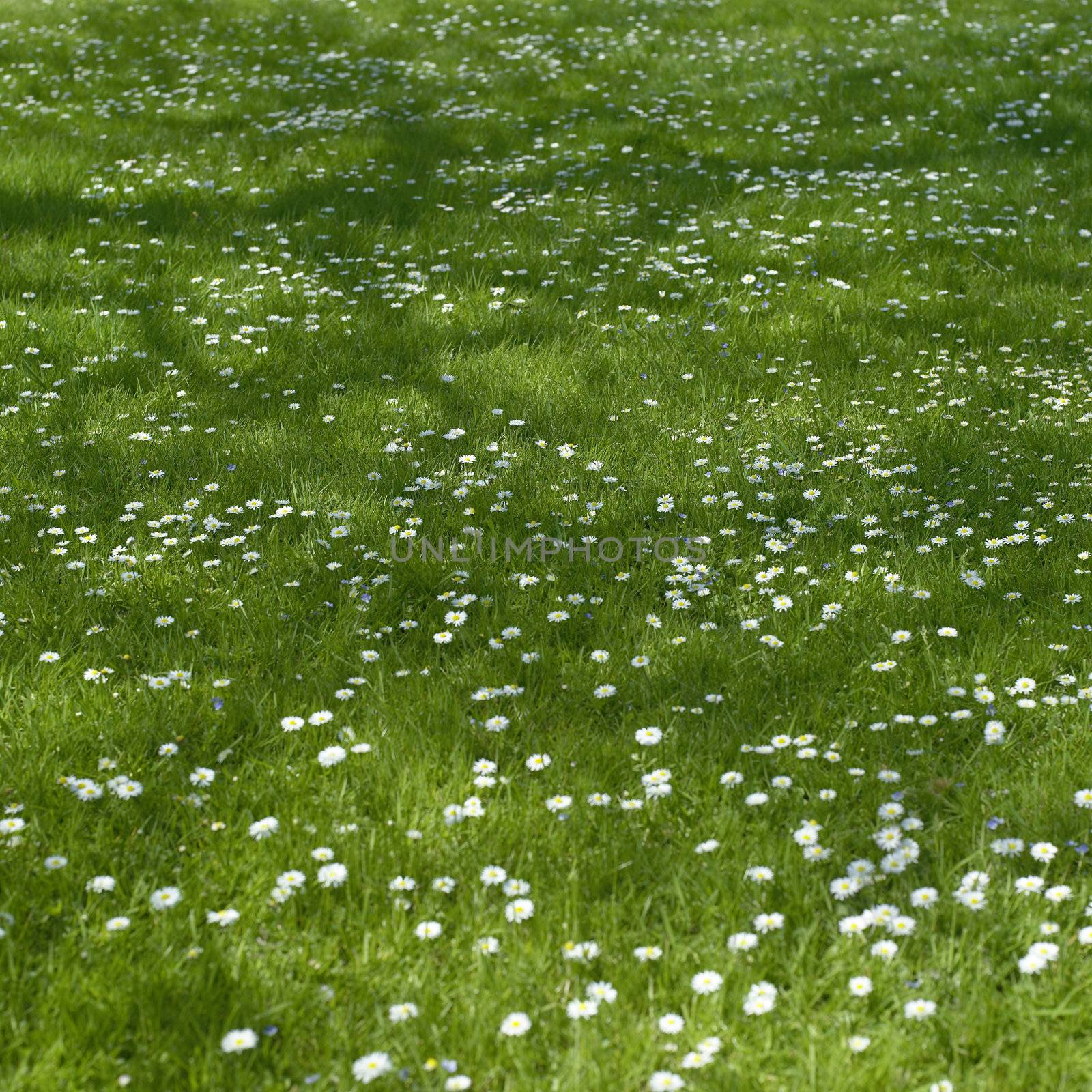 Small flowers by mmm