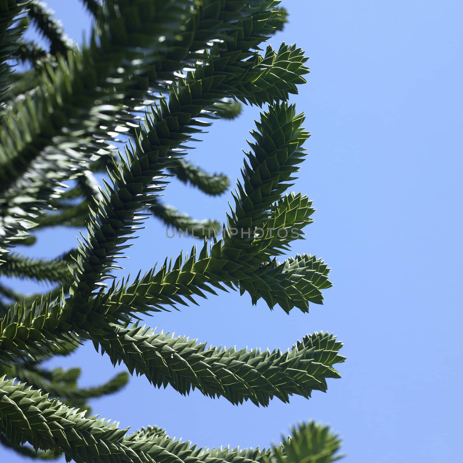 Monkey tree and blue sky