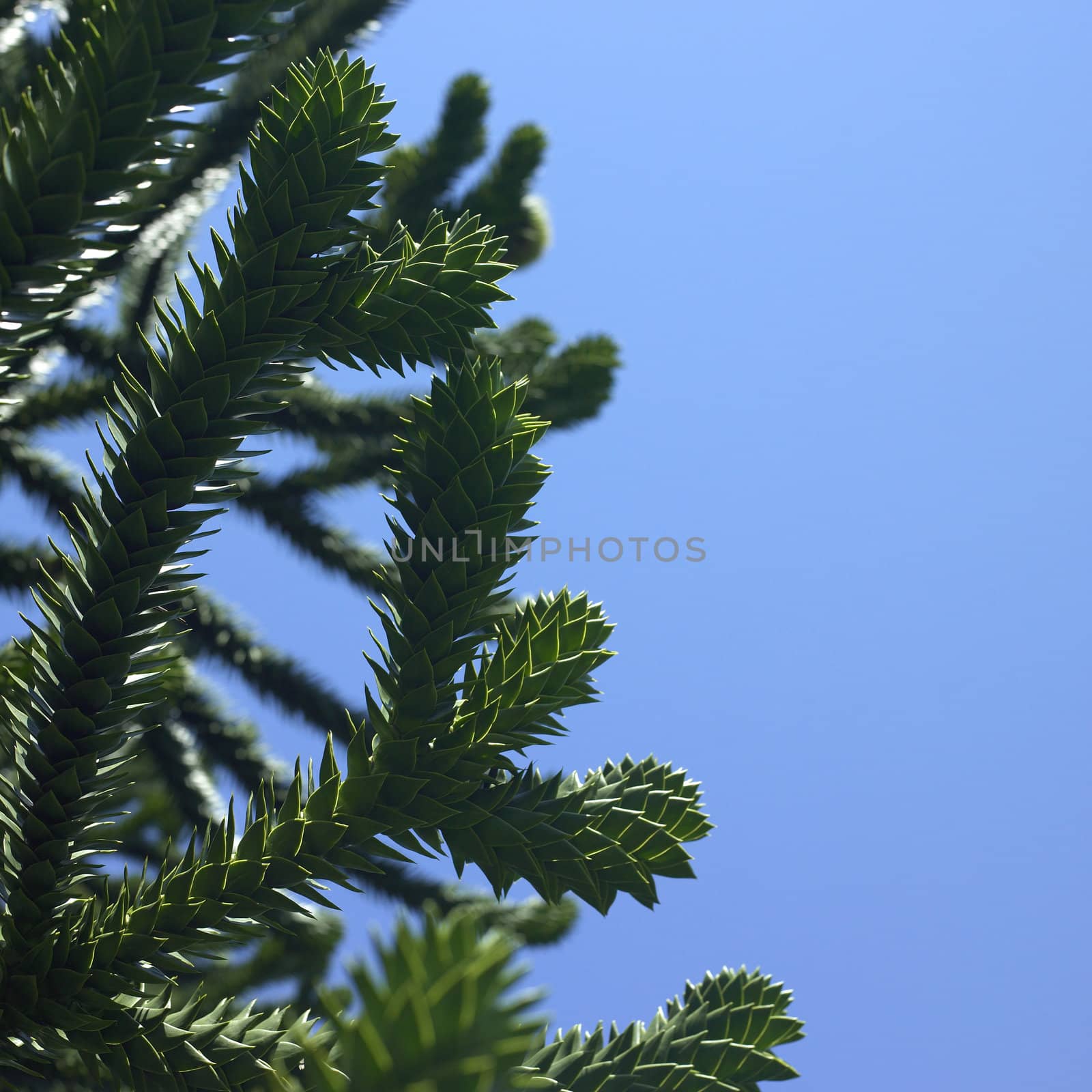 Monkey tree and blue sky