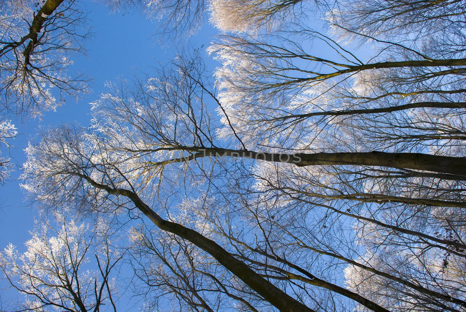 Winter beech by Gucio_55