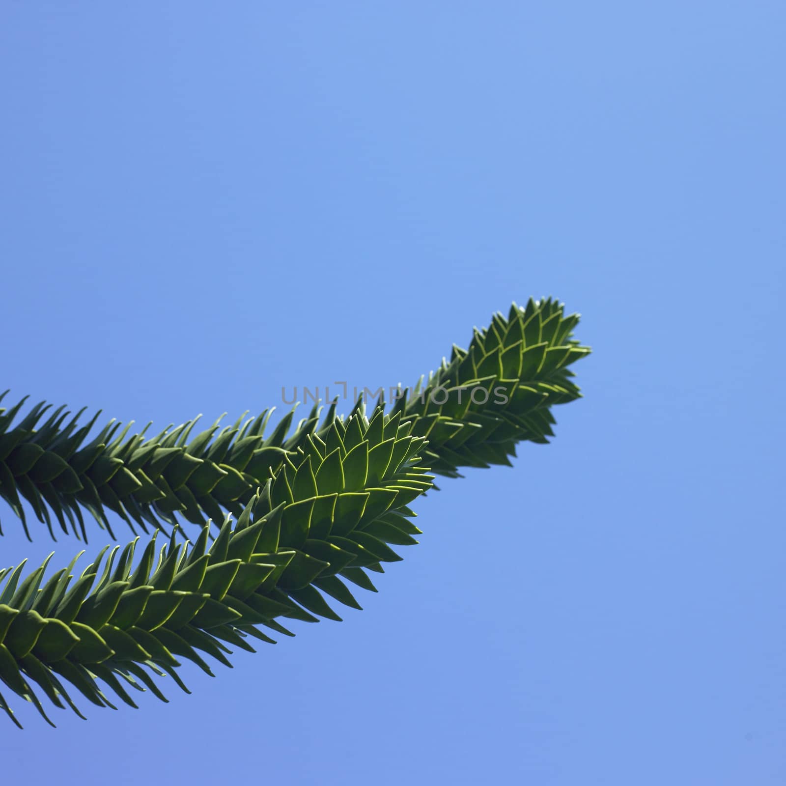 Monkey tree and blue sky