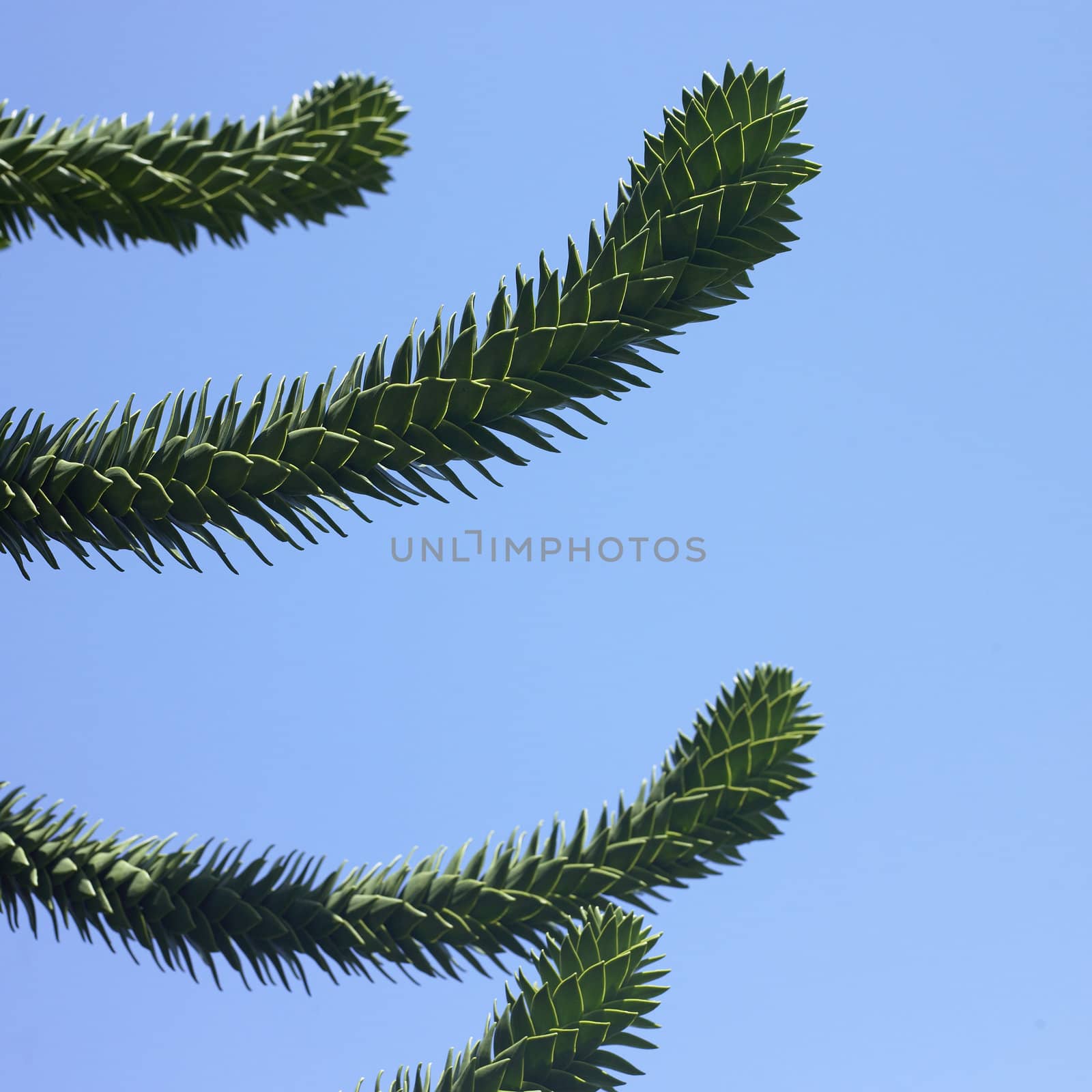 Monkey tree and blue sky