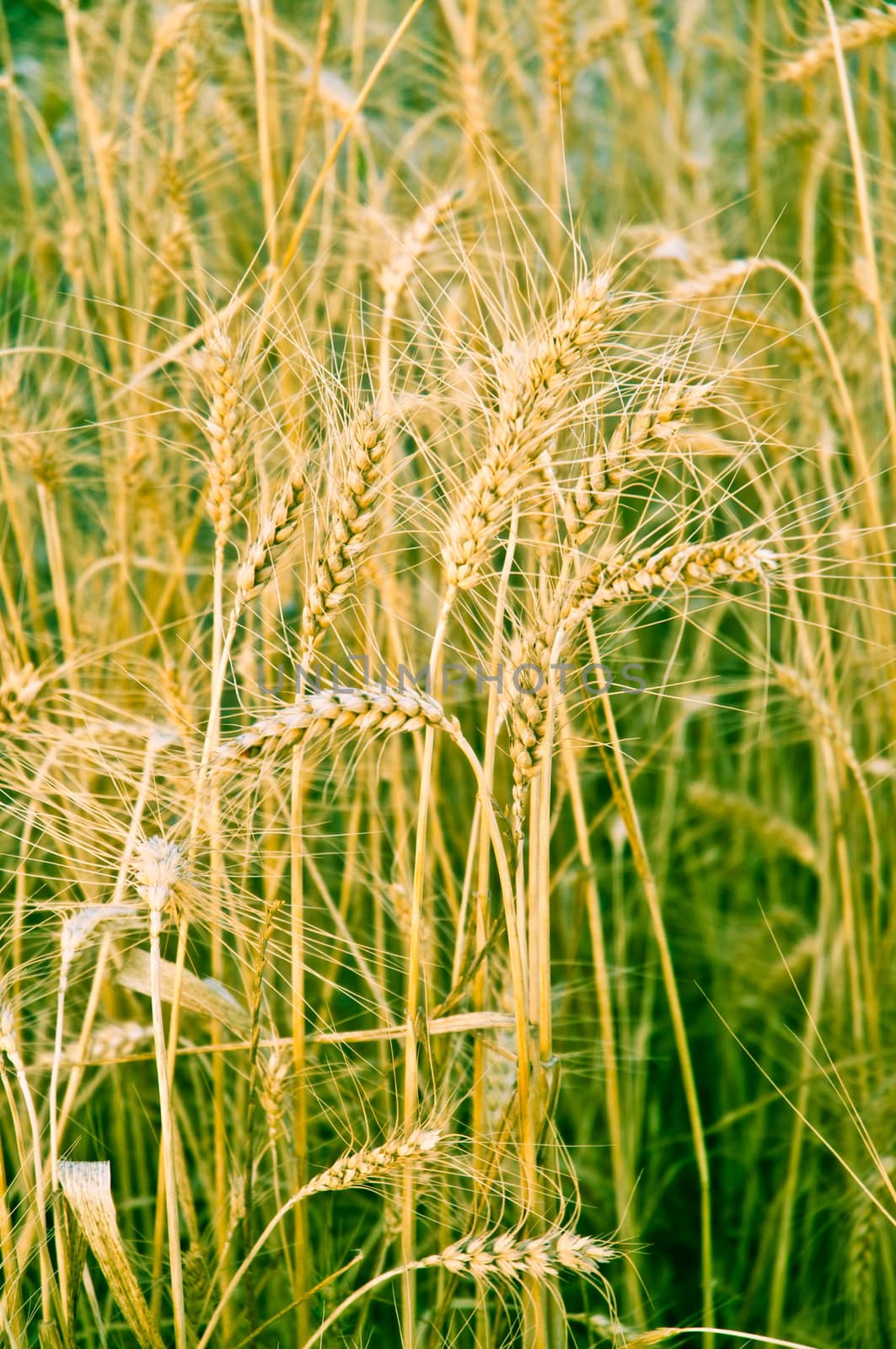 Wheat growing in a field on an abstract background.