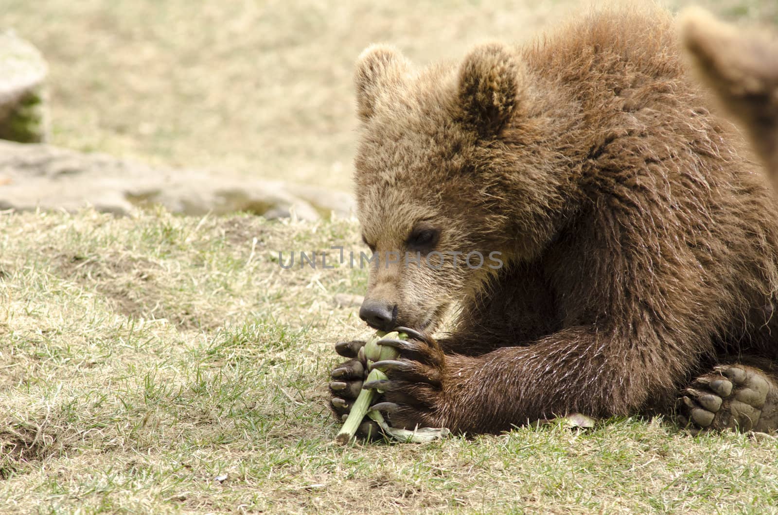Young brown bear eating while lying on a meadow
